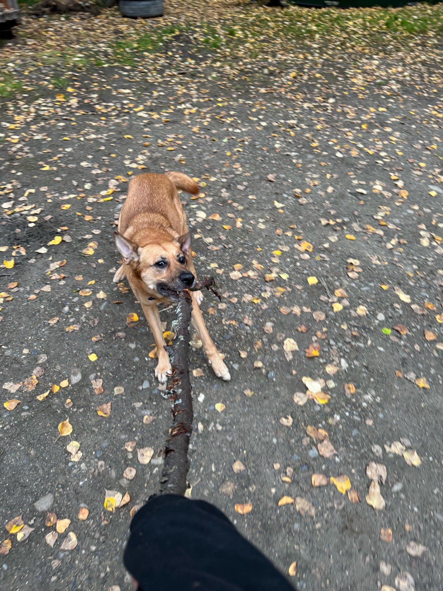 A malinois mix throws her whole body into Giant Stick Tug-O-War with a mysterious black-clad arm.