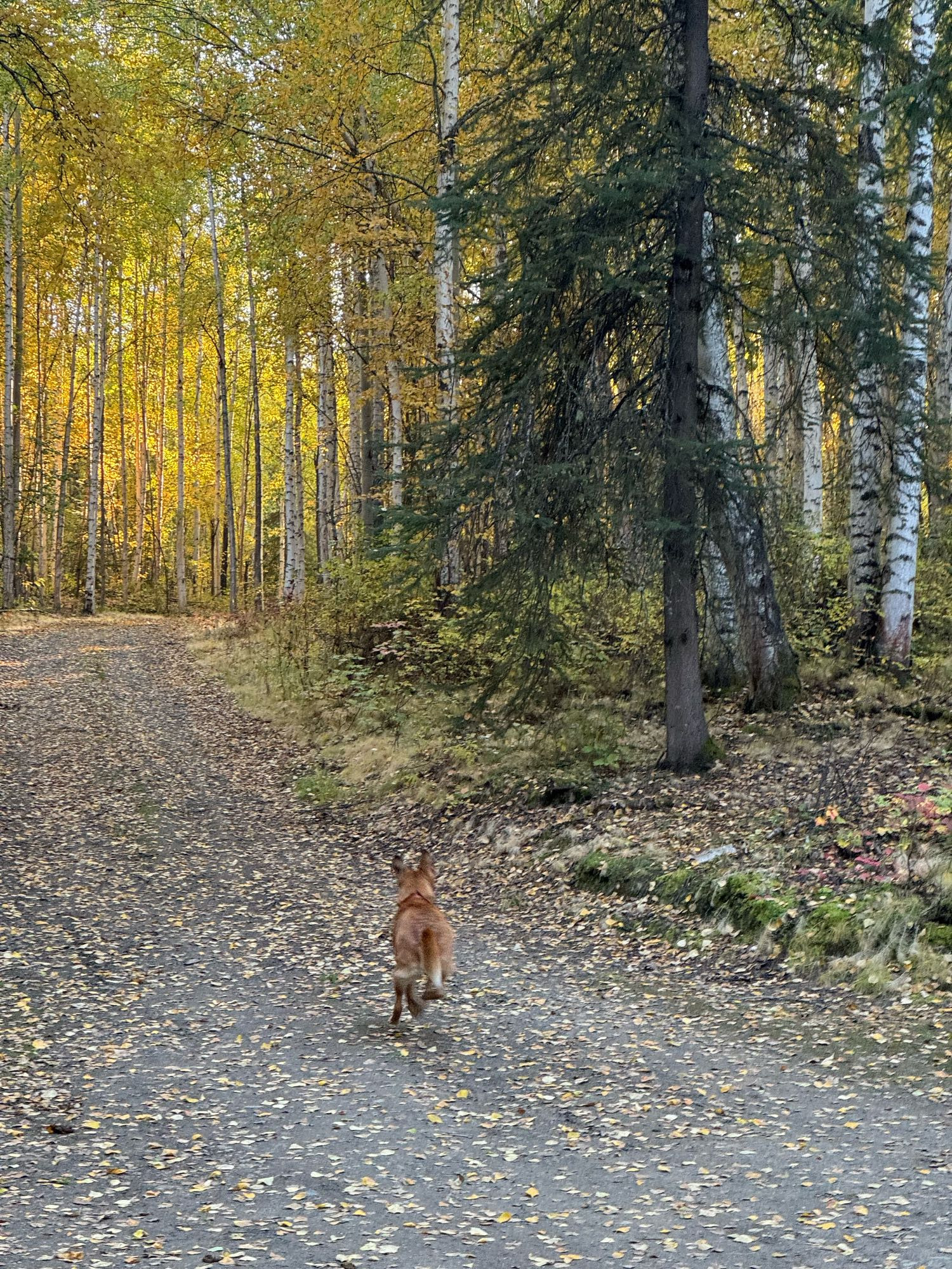 What looks like a malinois, running so fast she appears to AI artifacts instead of legs, runs away from the camera up a leaf-littered gravel driveway chasing a ball the camera cannot see.