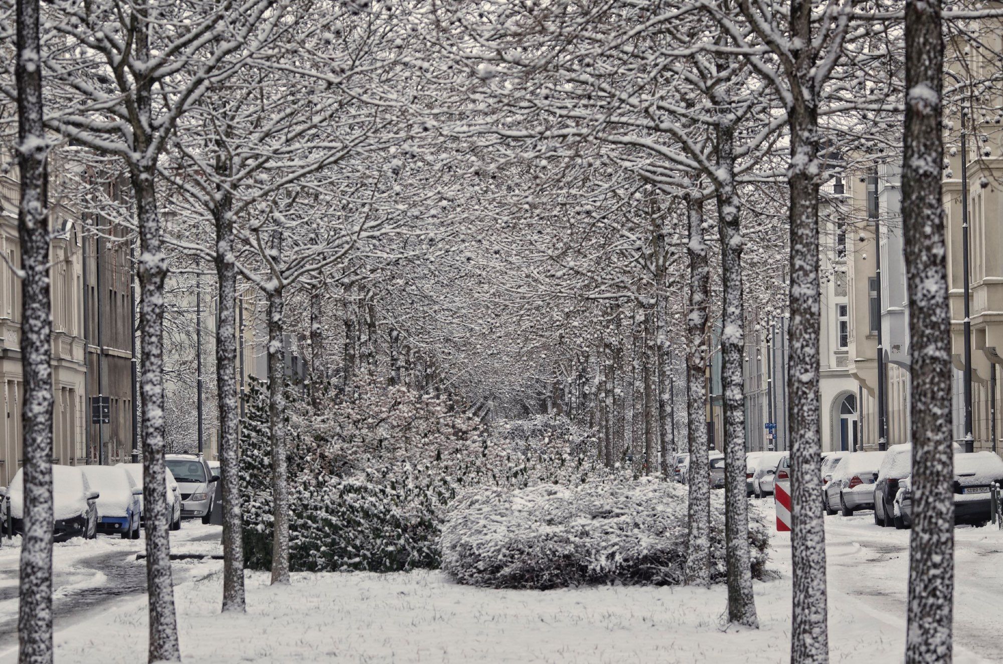 Eine alte Straße, erbaut um 1905, auf einem breiten Mittelstreifen stehen in Doppelreihe Haselnussbäume, dazwischen ist Gebüsch, auf der Fahrbahn geparkte Autos. Alles ist eingeschneit, der Schnee ist noch nicht von den Ästen gefallen.