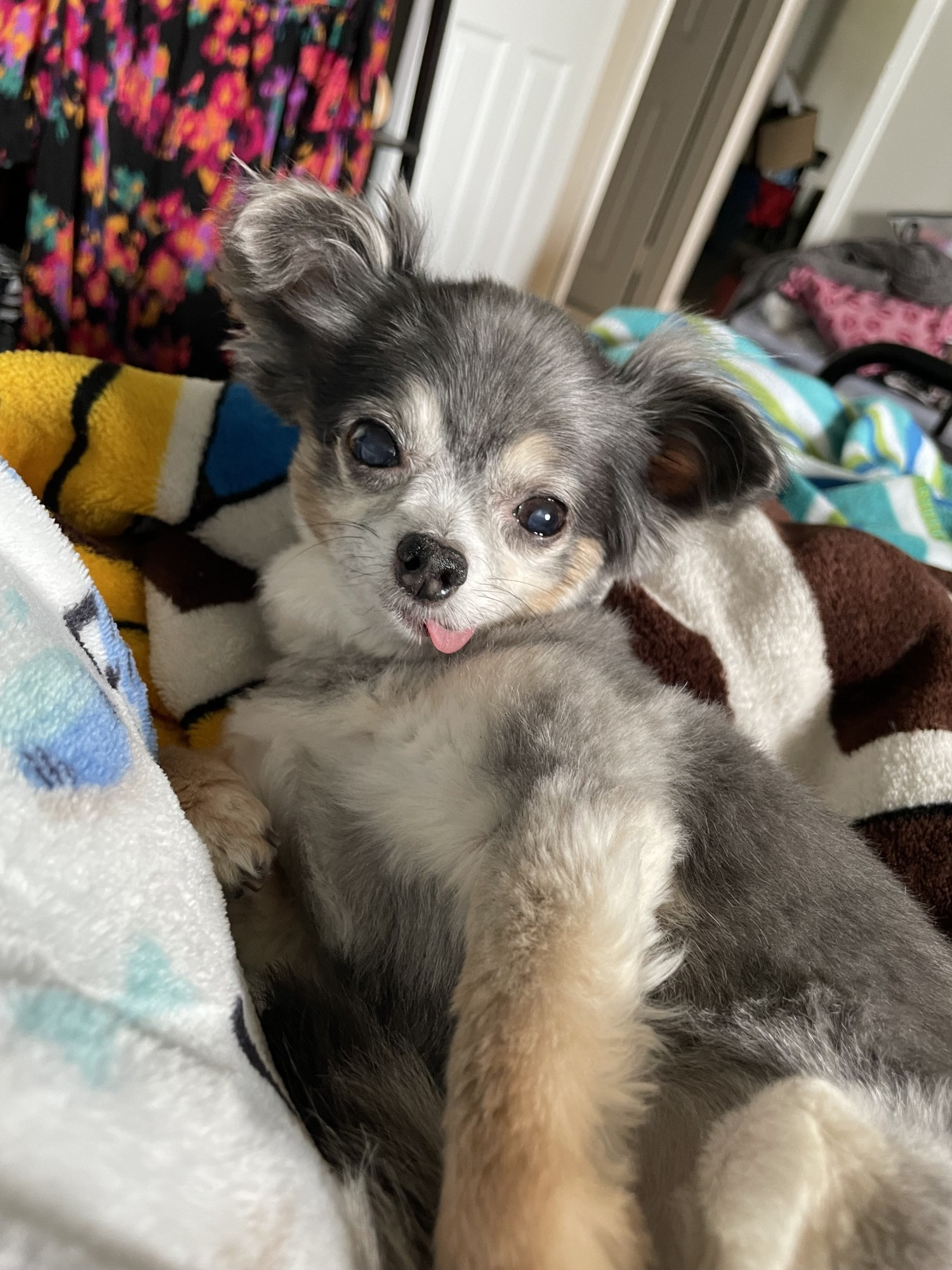 a grey and tan long hair chihuahua laying in a pile of blankets with her tongue sticking out