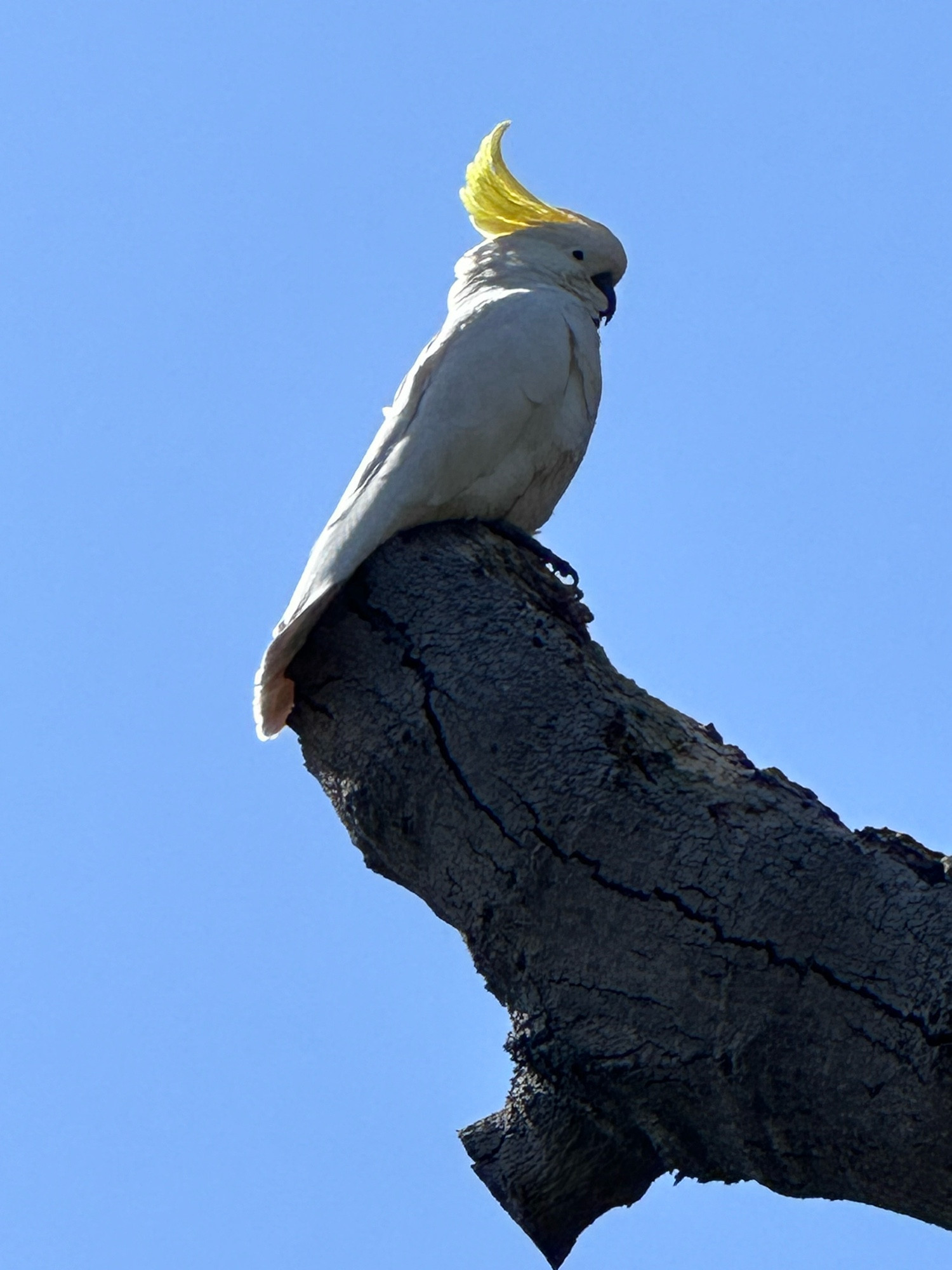 sulphur crested cockatoo