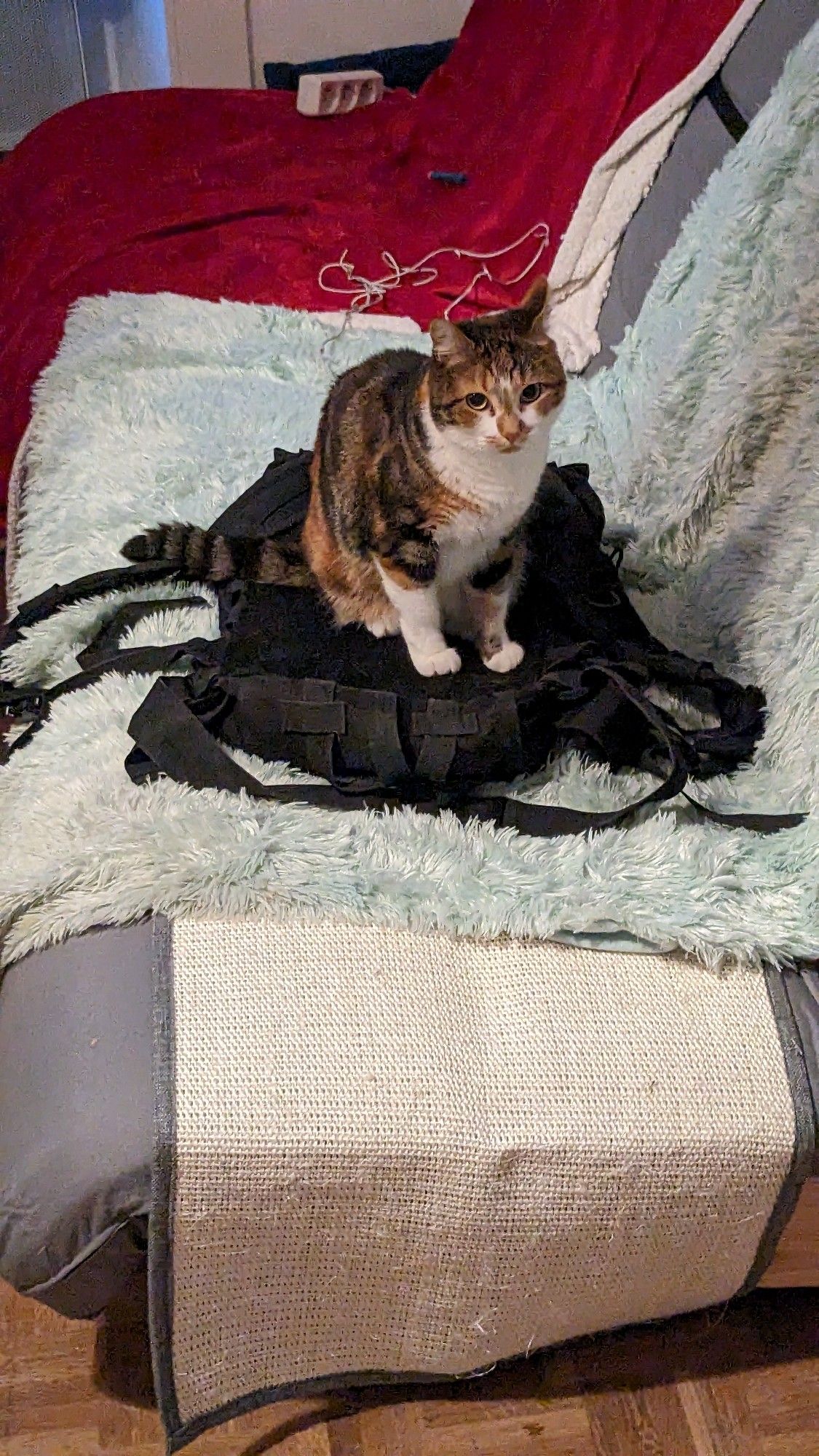 "chat assis sur un sac à dos avec un regard menaçant"