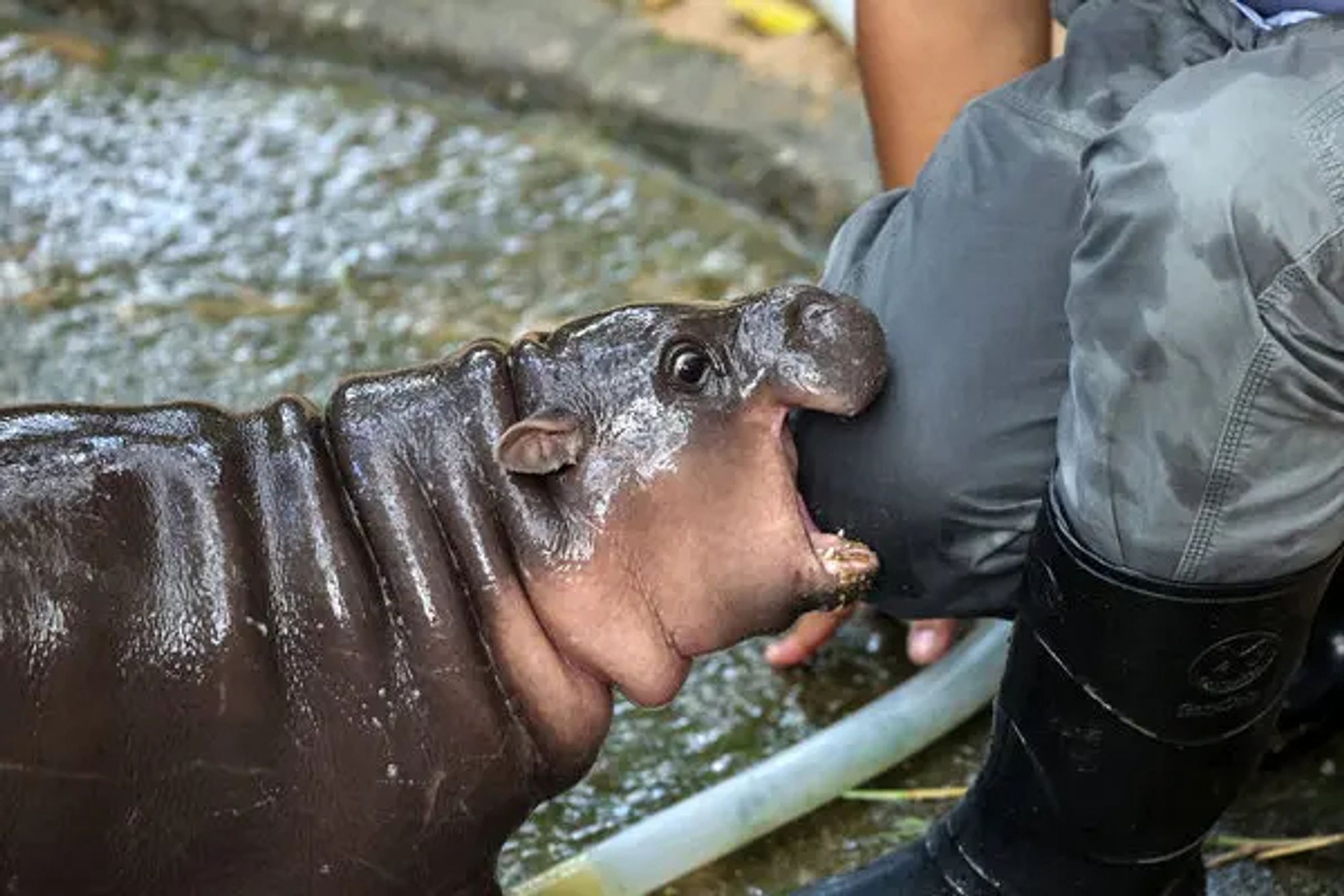 Moo Deng, a pygmy hippo, biting the knee of a handler