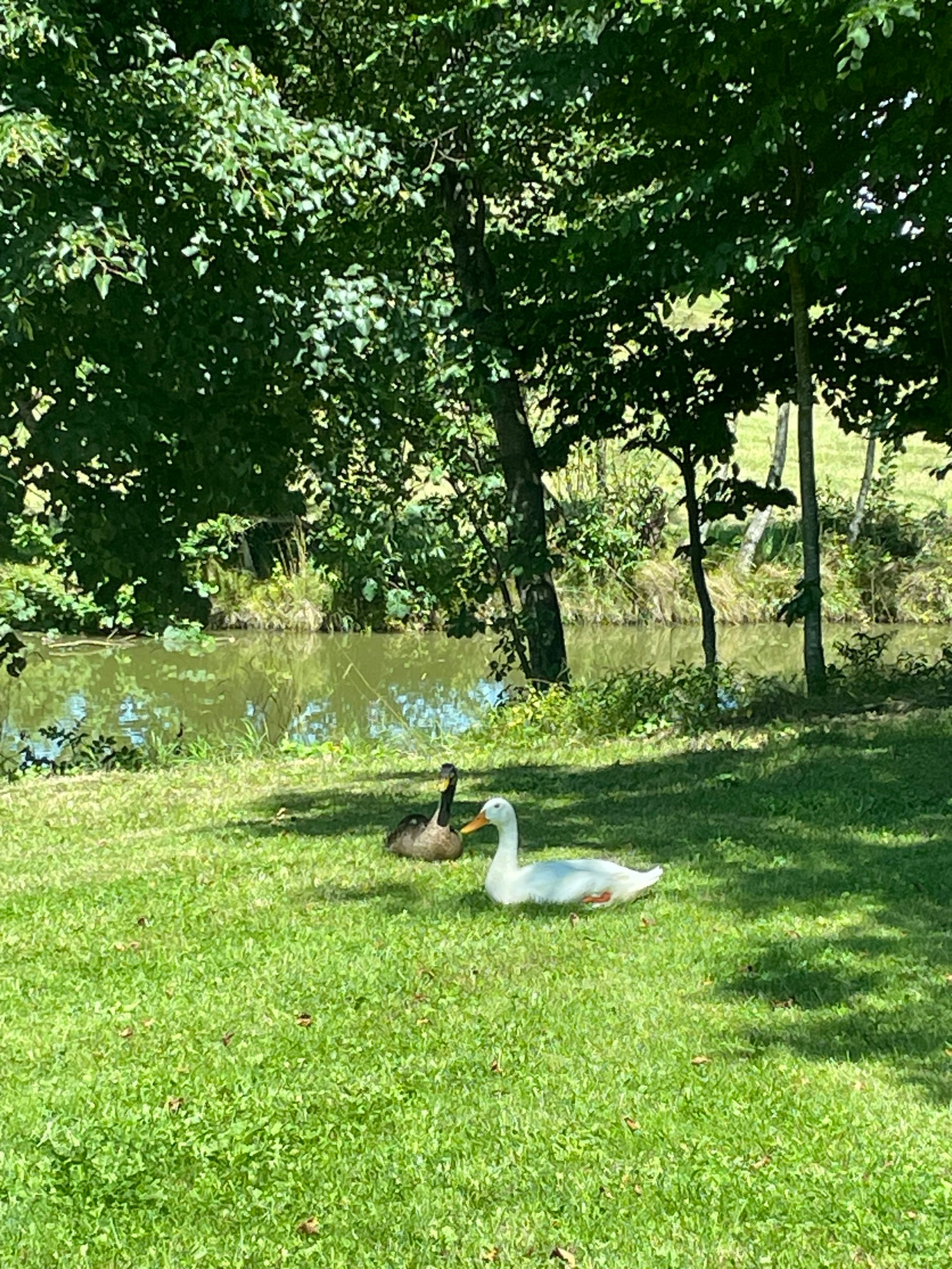 Two ducks sitting next to some water in the grass