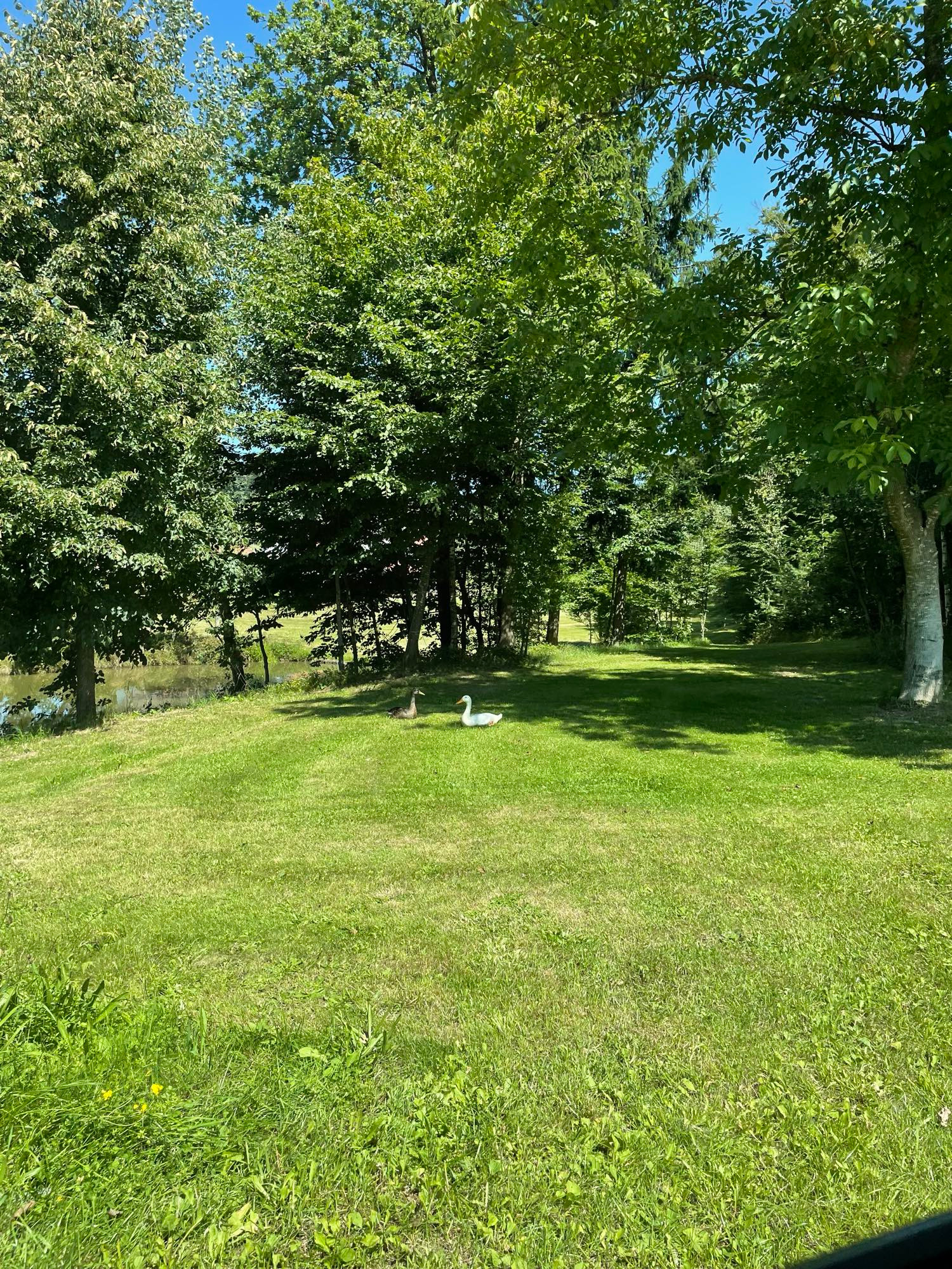 Two ducks sitting next to some water in the grass. There‘s a white and a brown one