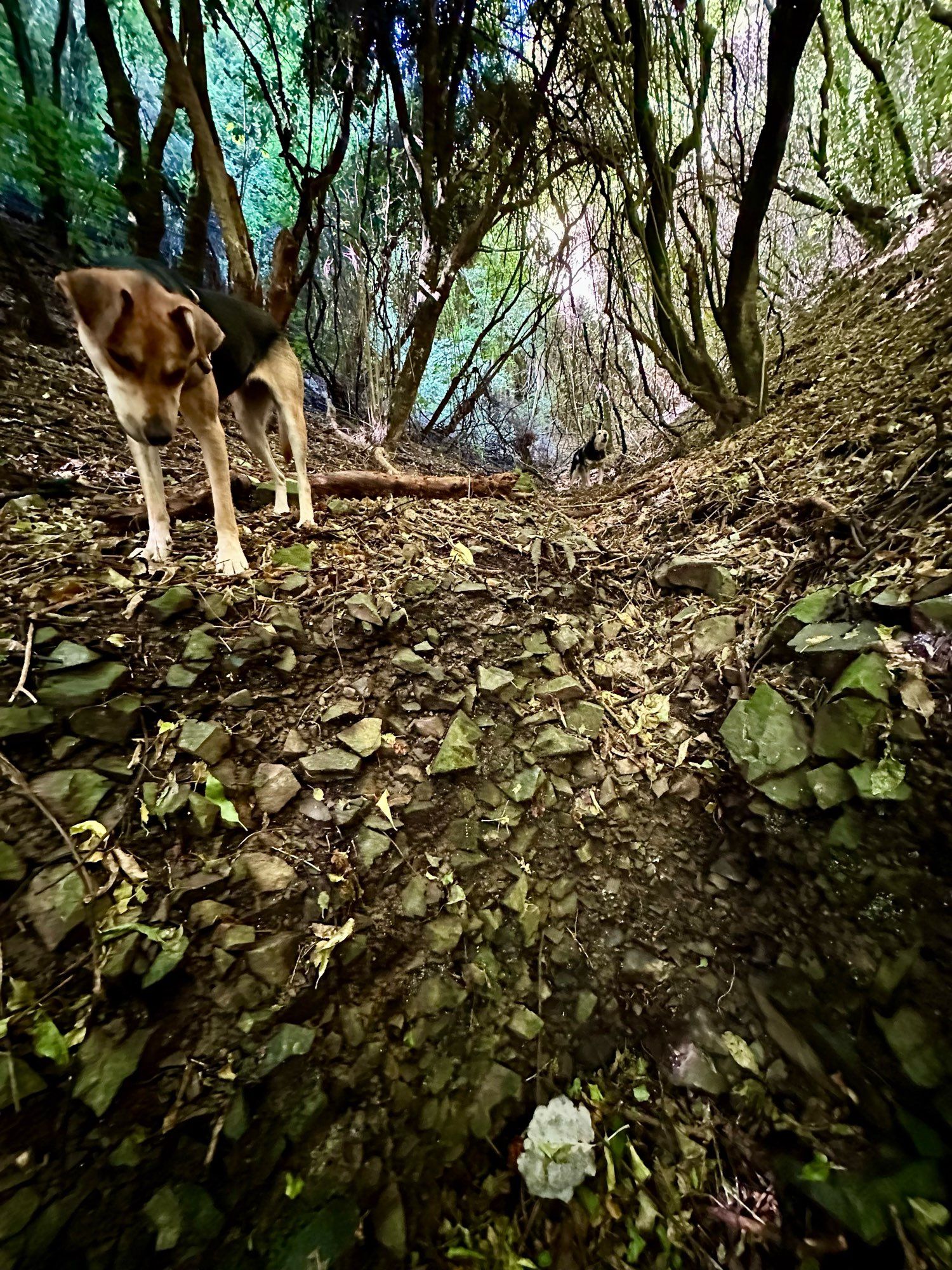 picture of the spring where the waimapihi stream emerges. hard to describe but it’s in the gully bottom and it marks the point where the wide bottom transition to a more incised bottom. daisy fo is looking down at the spring, dougal dog in the distance. bush surrounds. pōneke