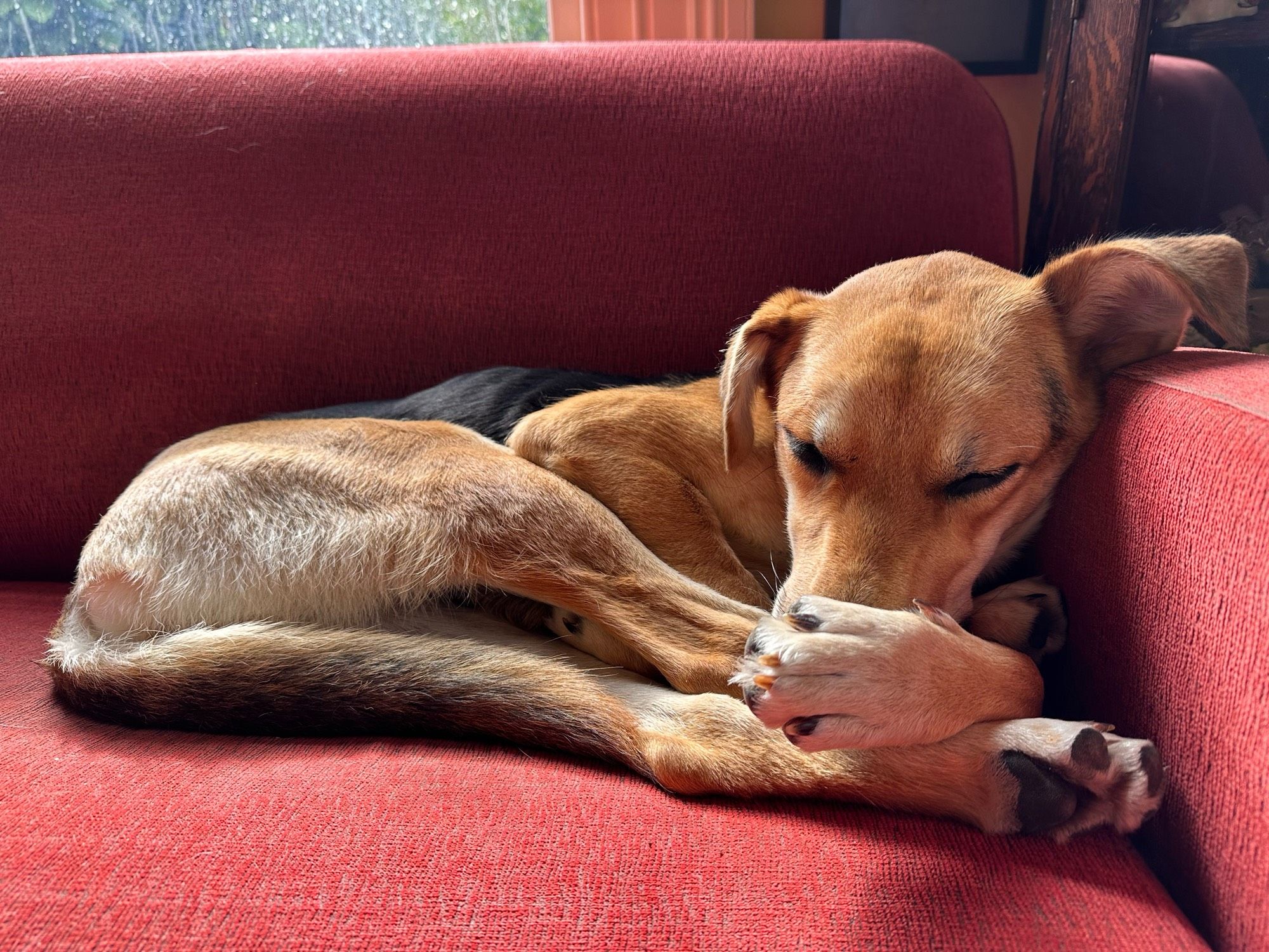 smooth coated daisy dog, balled up on the red sofa, paw over her nose, golden ear on the sofa arm.