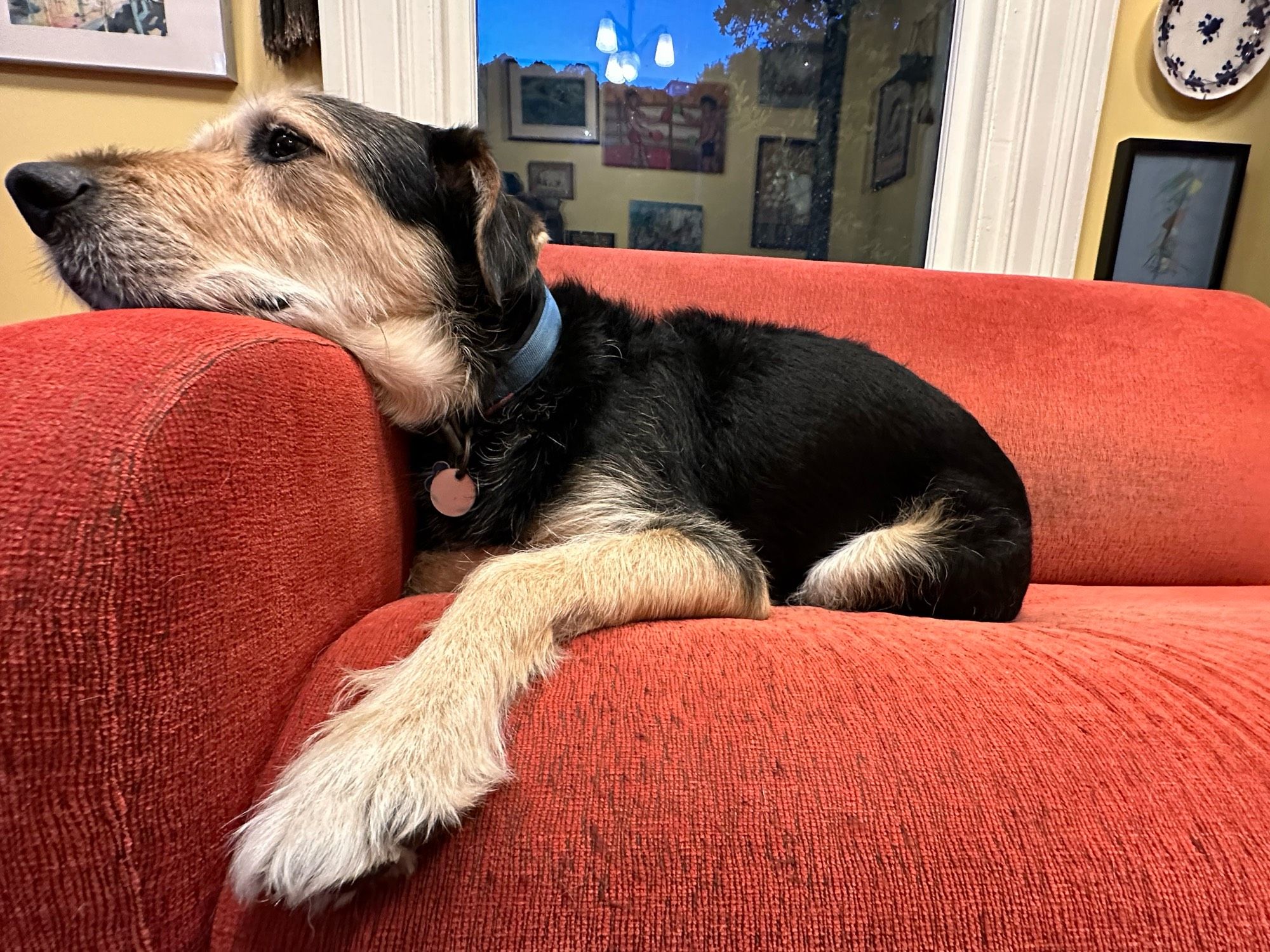 rough coated dougal dog, handsome, his chin rest on the red arm of the sofa