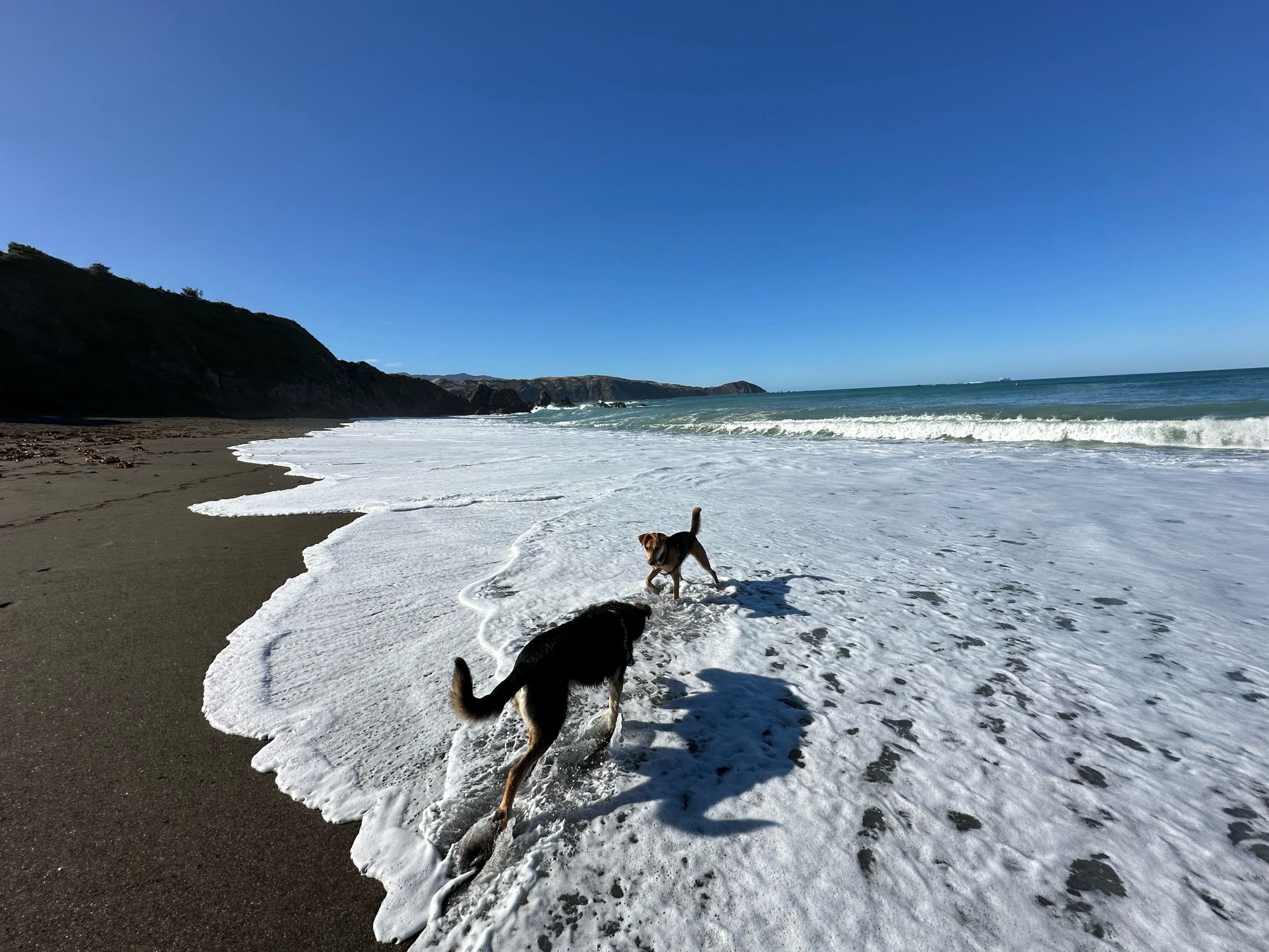 dougal and daisy romping is the surf at oruaiti reserve, pōneke