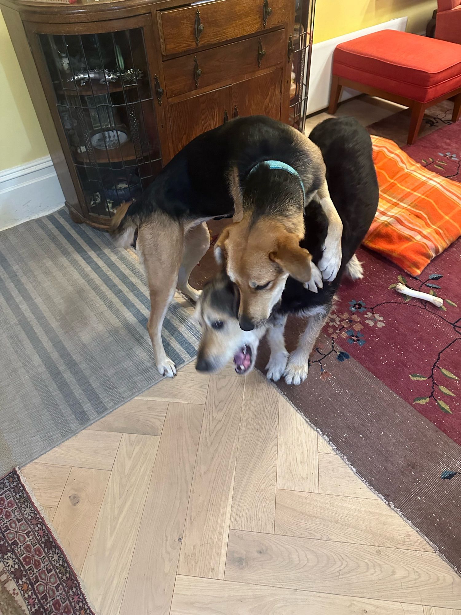 daisy dog executing a double nelson wrestling move on dougal  dog