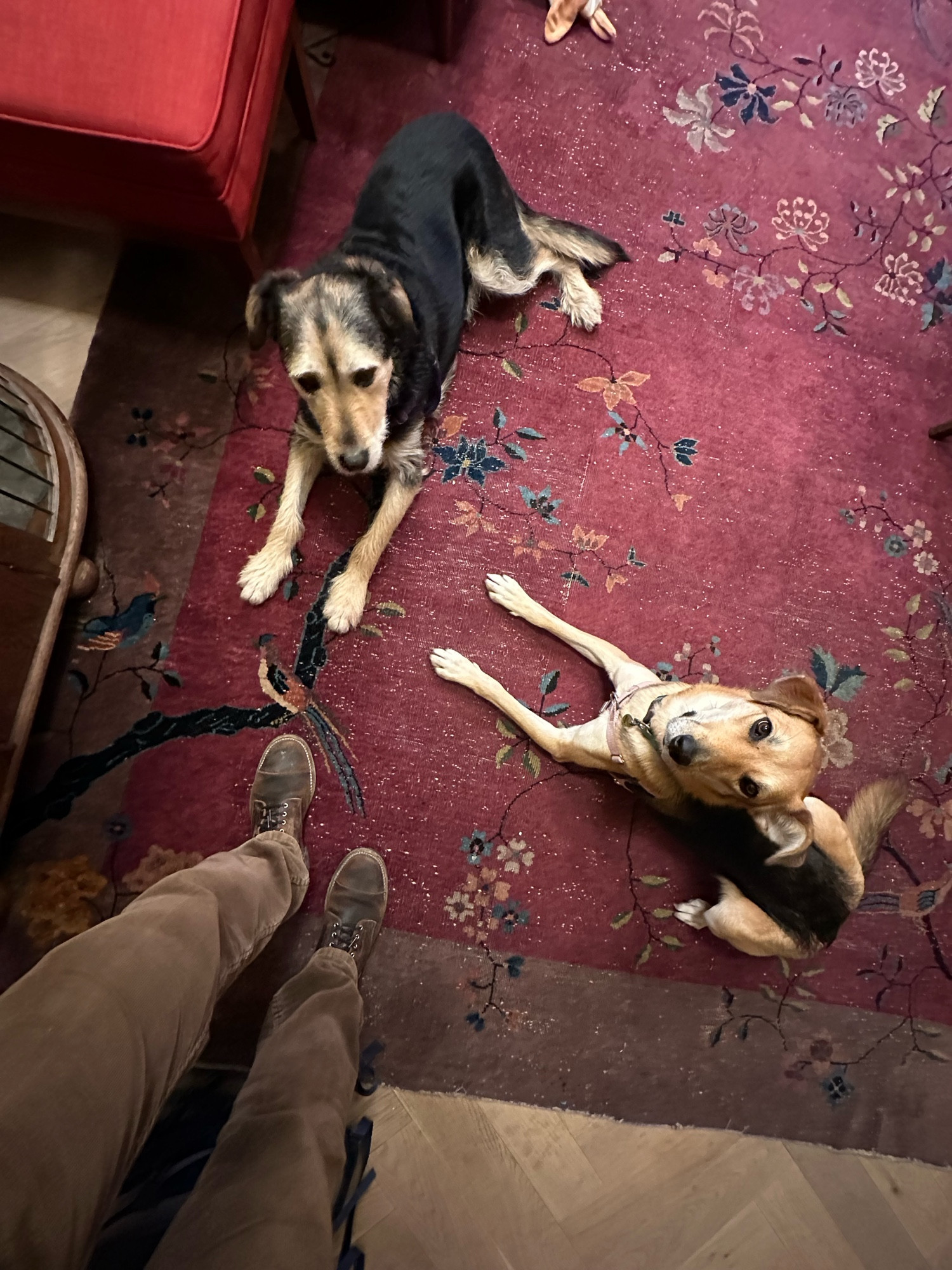 daisy and dougal dogs laying down on the carpet view from the top you can see my legs and shoes