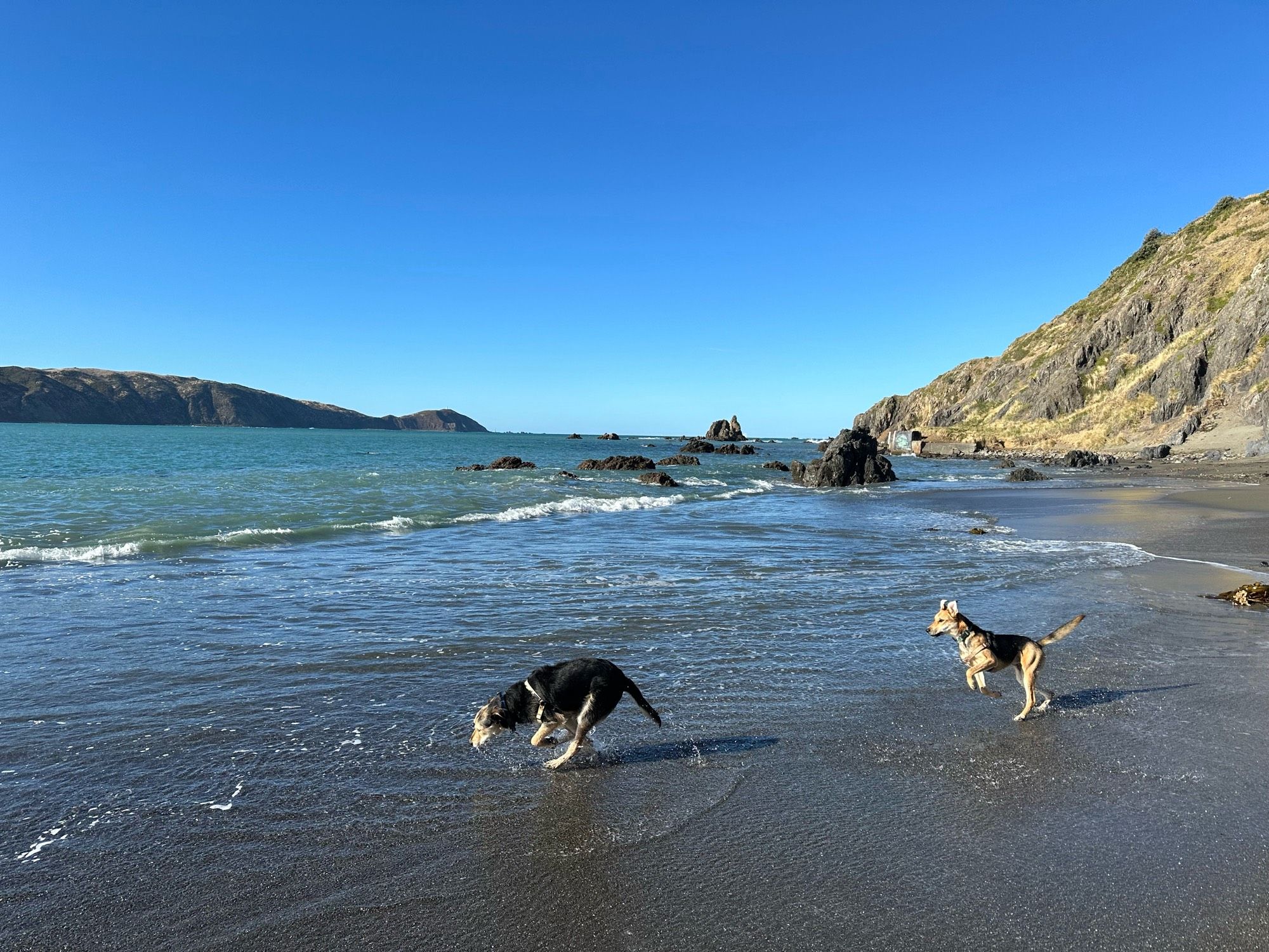 dougal and daisy romping in the surf at oruaiti reserve, pōneke