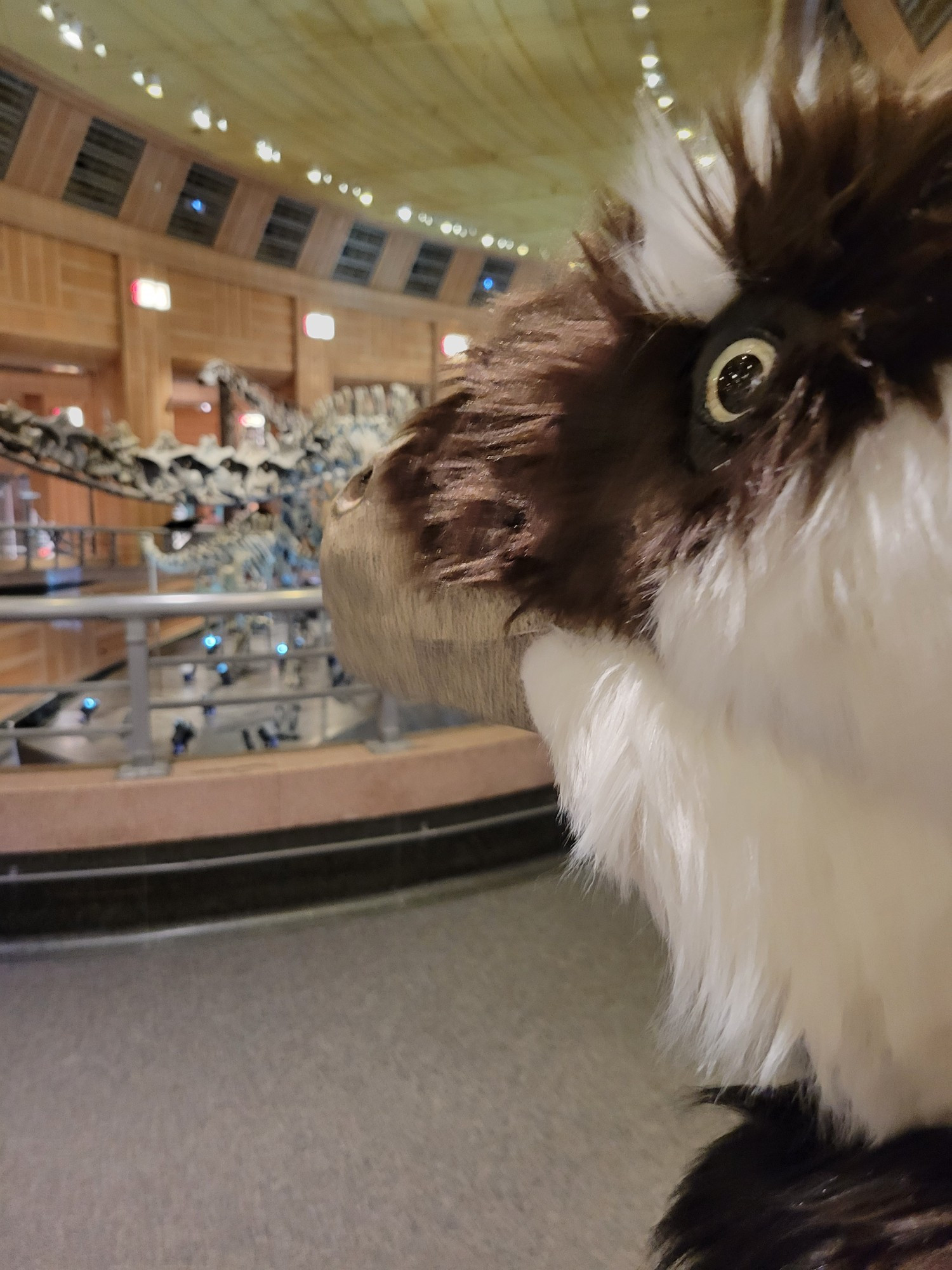 A photo of a hand-made deinonychus head overlooking the dinosaur hall of the Cincinnati natural history museum