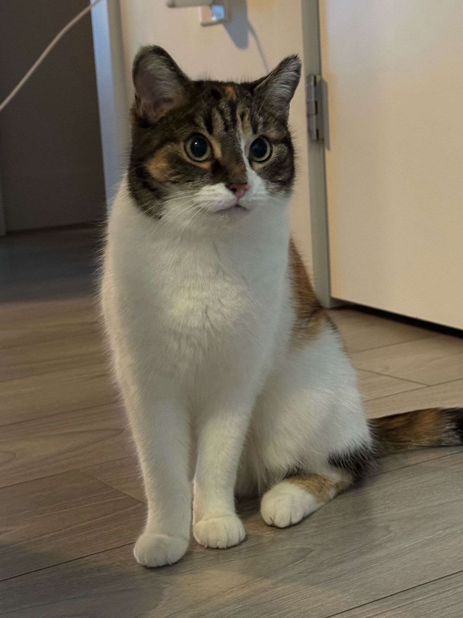 Kiki the calico/tabby cat sitting down with big wide eyes