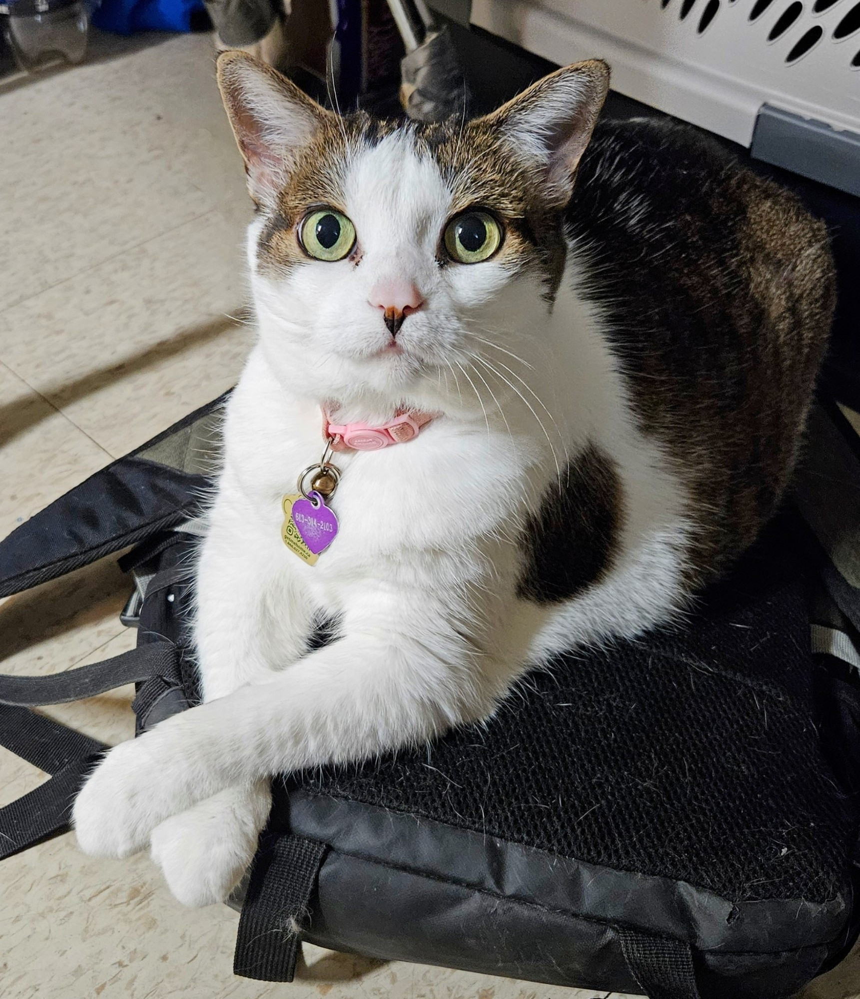 My cat, Chloe, sitting with her front legs crossed, like a lady.