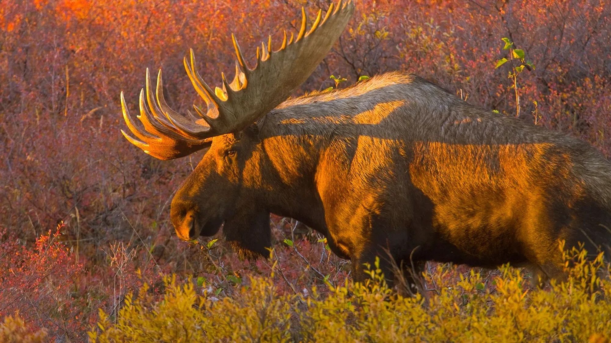 A male moose emerges from the bushes during the fall rut in the Alaskan tundra. 
PHOTO BY JOHN EASTCOTT AND YVA MOMATIUK, NAT GEO IMAGE COLLECTION
https://www.nationalgeographic.es/animales/2018/01/de-que-estan-hechas-las-astas-de-los-alces