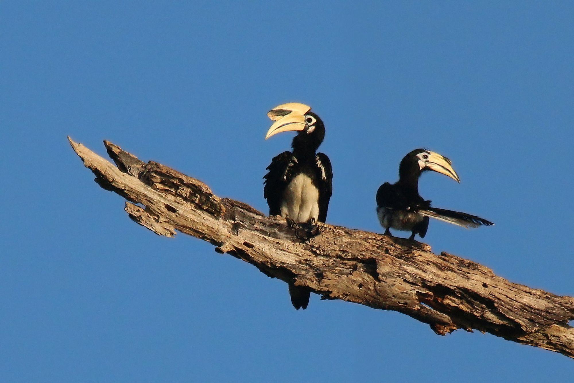 Male (left) and female (right)
Wikipedia