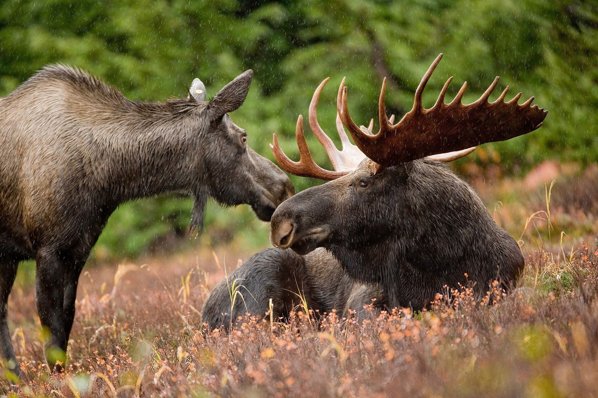 Ryan Hagerty - Alaskan moose pair Moose animal pair bull and cow moose
Alaskan moose, September 2007
https://en.wikipedia.org/wiki/Moose#/media/File:Alaskan_moose_pair_(6862339335).jpg