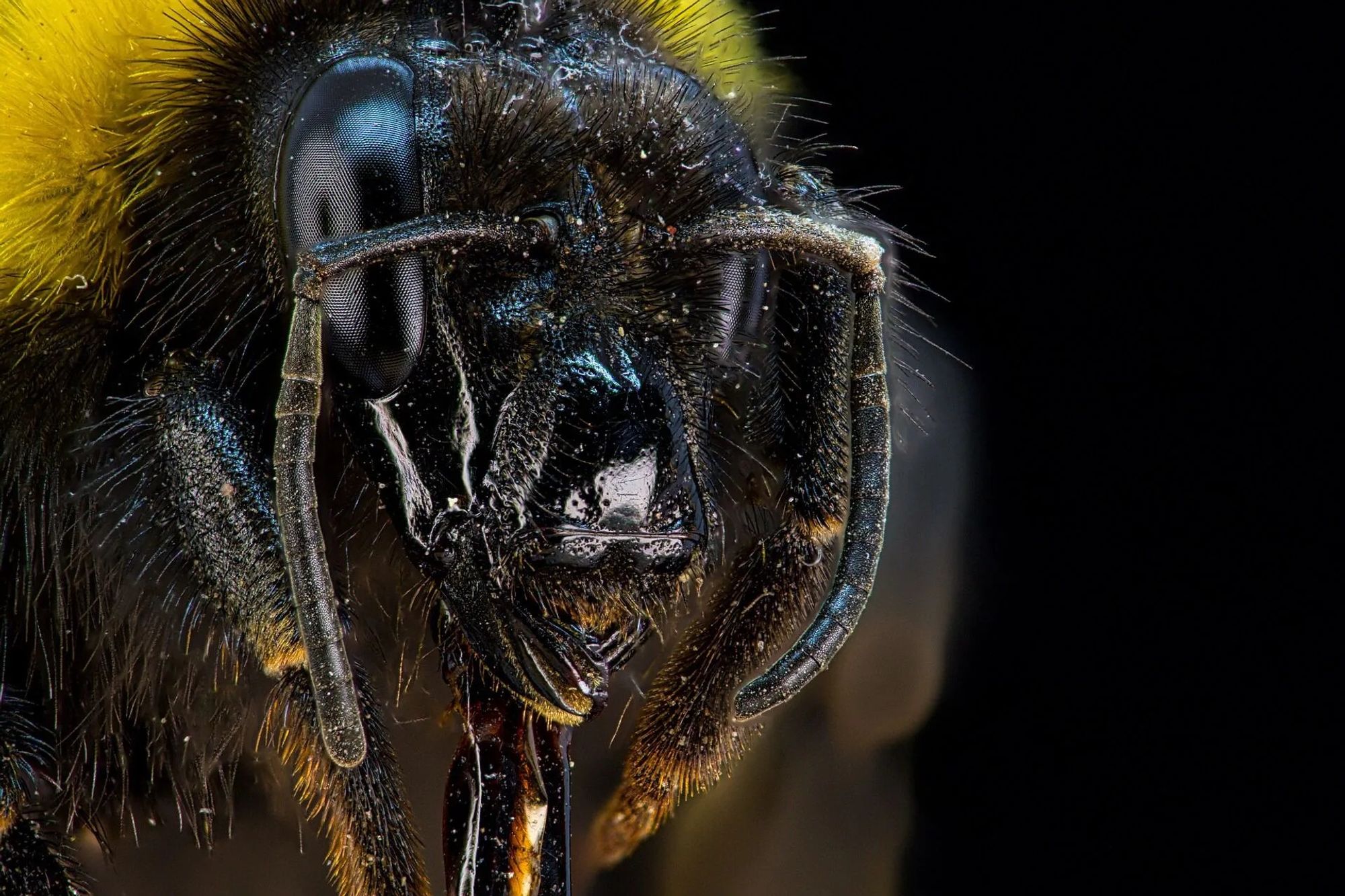 Bumblebee antennas
https://beeswiki.com/bumblebee-anatomy/