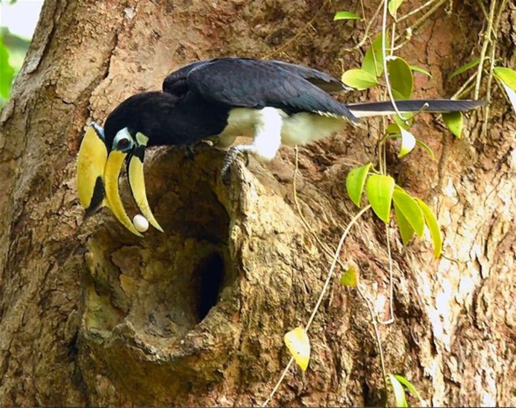 Hornbill male feeding the female through the nest's hole
Credit: YC Wee
https://besgroup.org/2017/02/01/male-oriental-pied-hornbill-brought-an-egg-for-the-breeding-female/