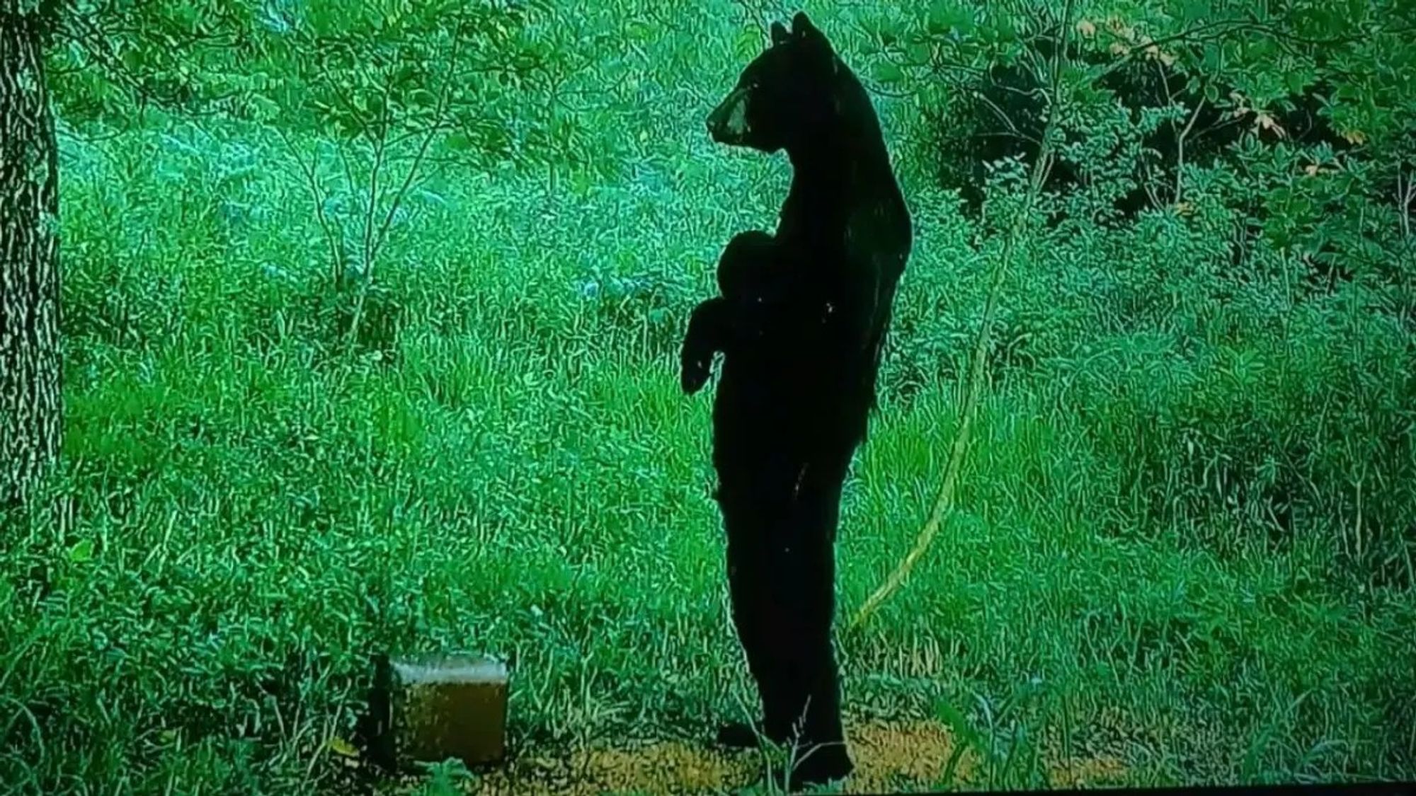 A black bear on two feet