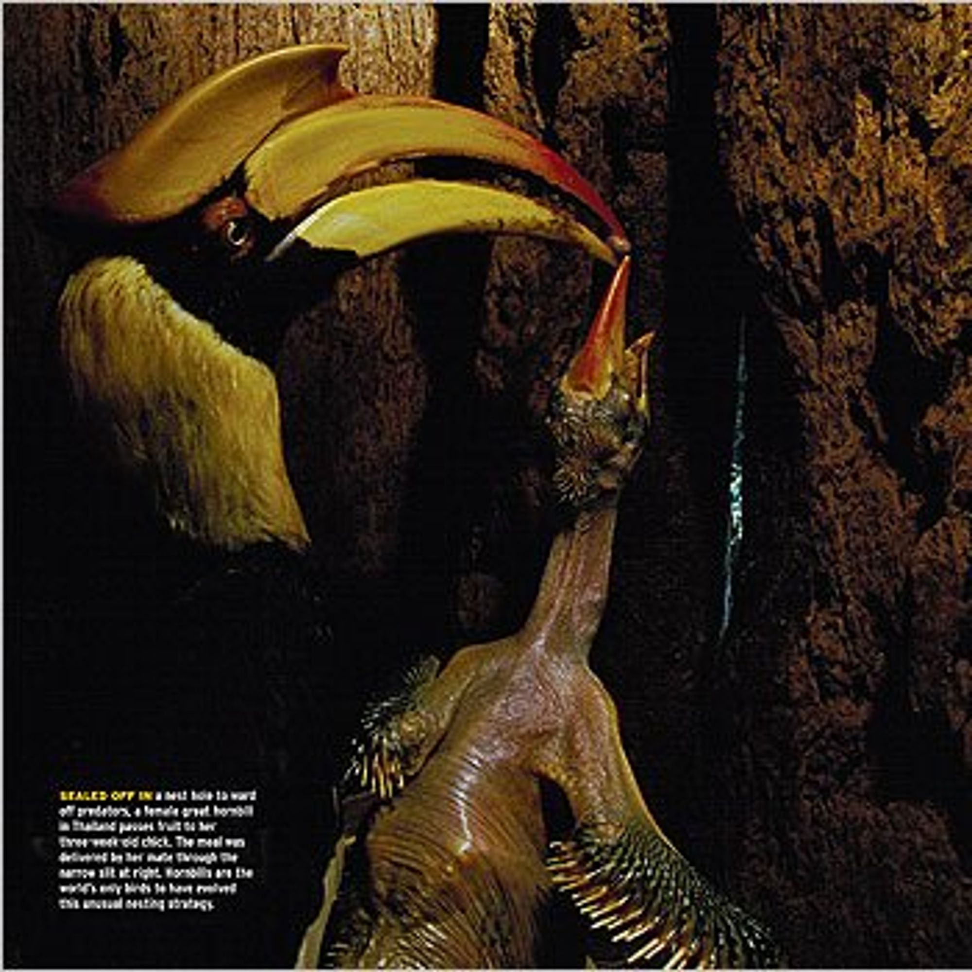 Female hornbill and chick inside the nest
National Wildlife Federation
https://www.nwf.org/Magazines/National-Wildlife/2009/Hornbills