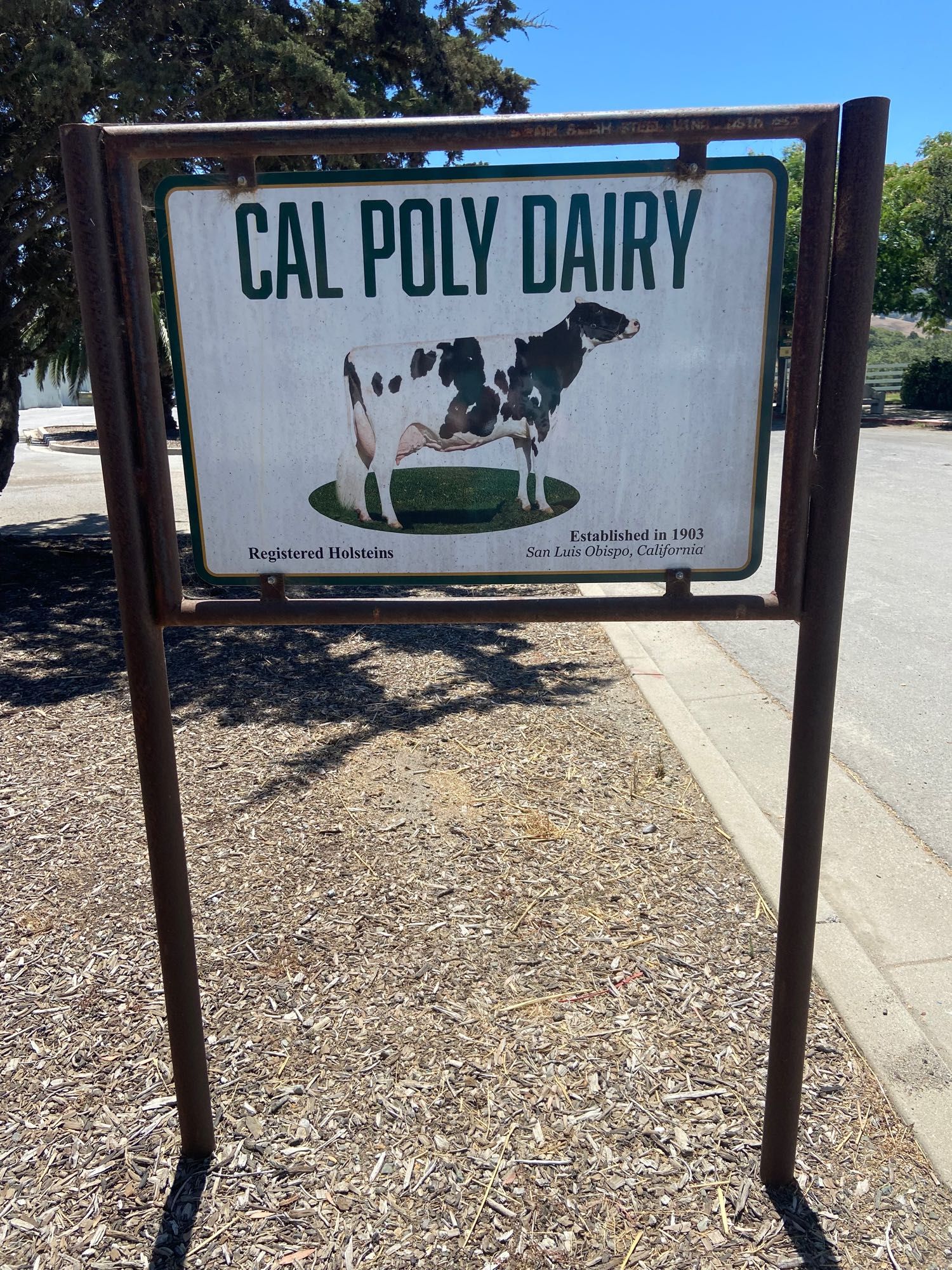 Holstein cow on sign titled Cal Poly Dairy