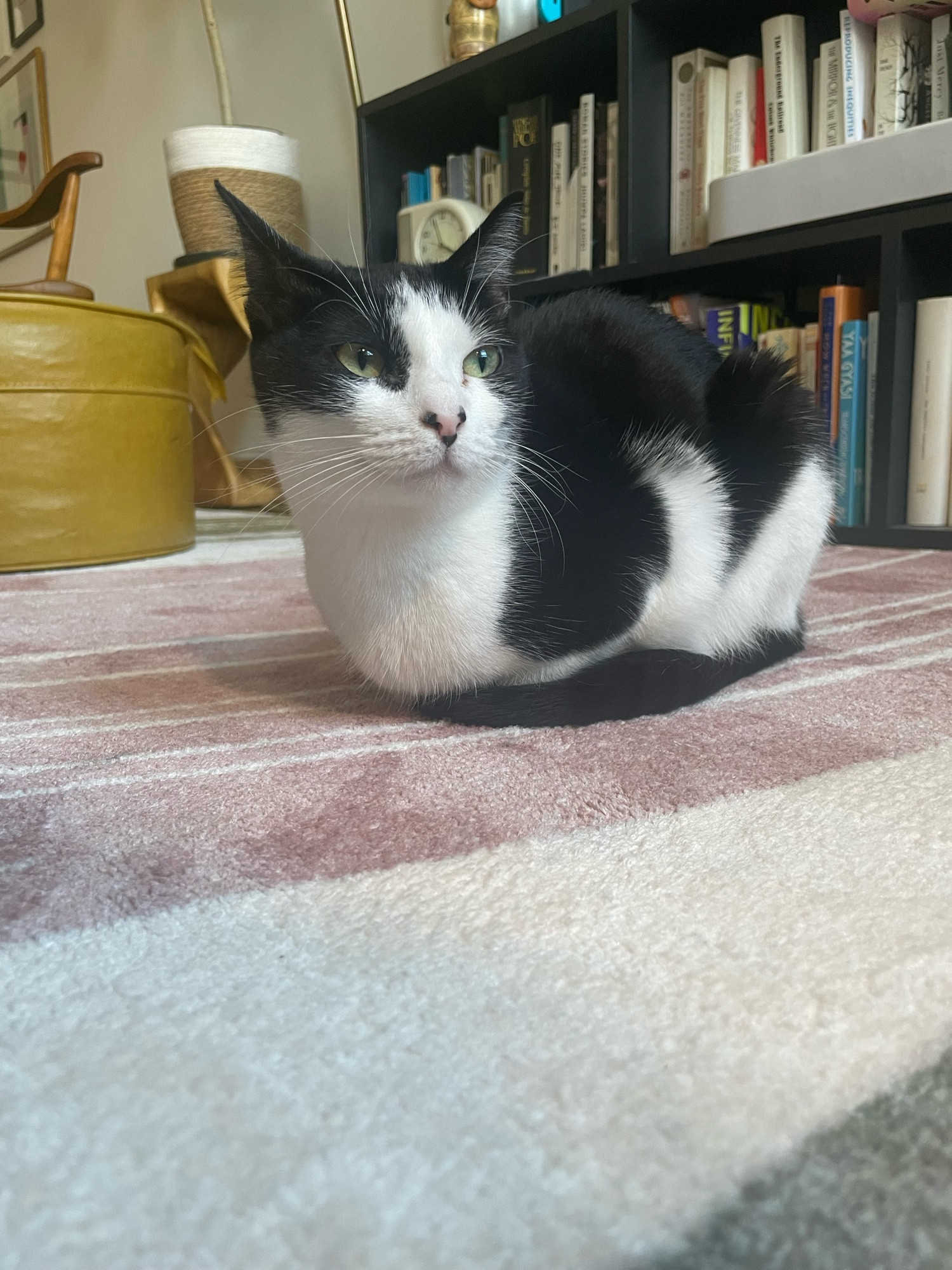 A black and white cat is loafing on a pink and white rug in front of a bookshelf