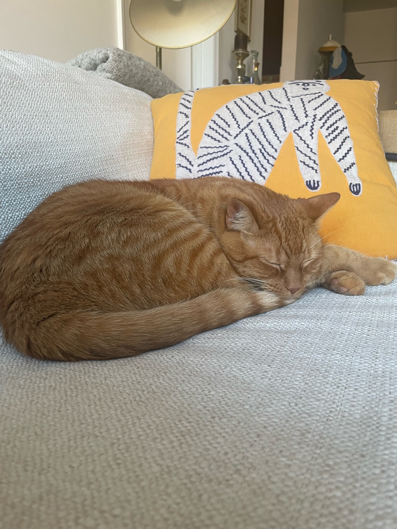 An orange cat is curled up on a white sofa in front of an orange and white pillow