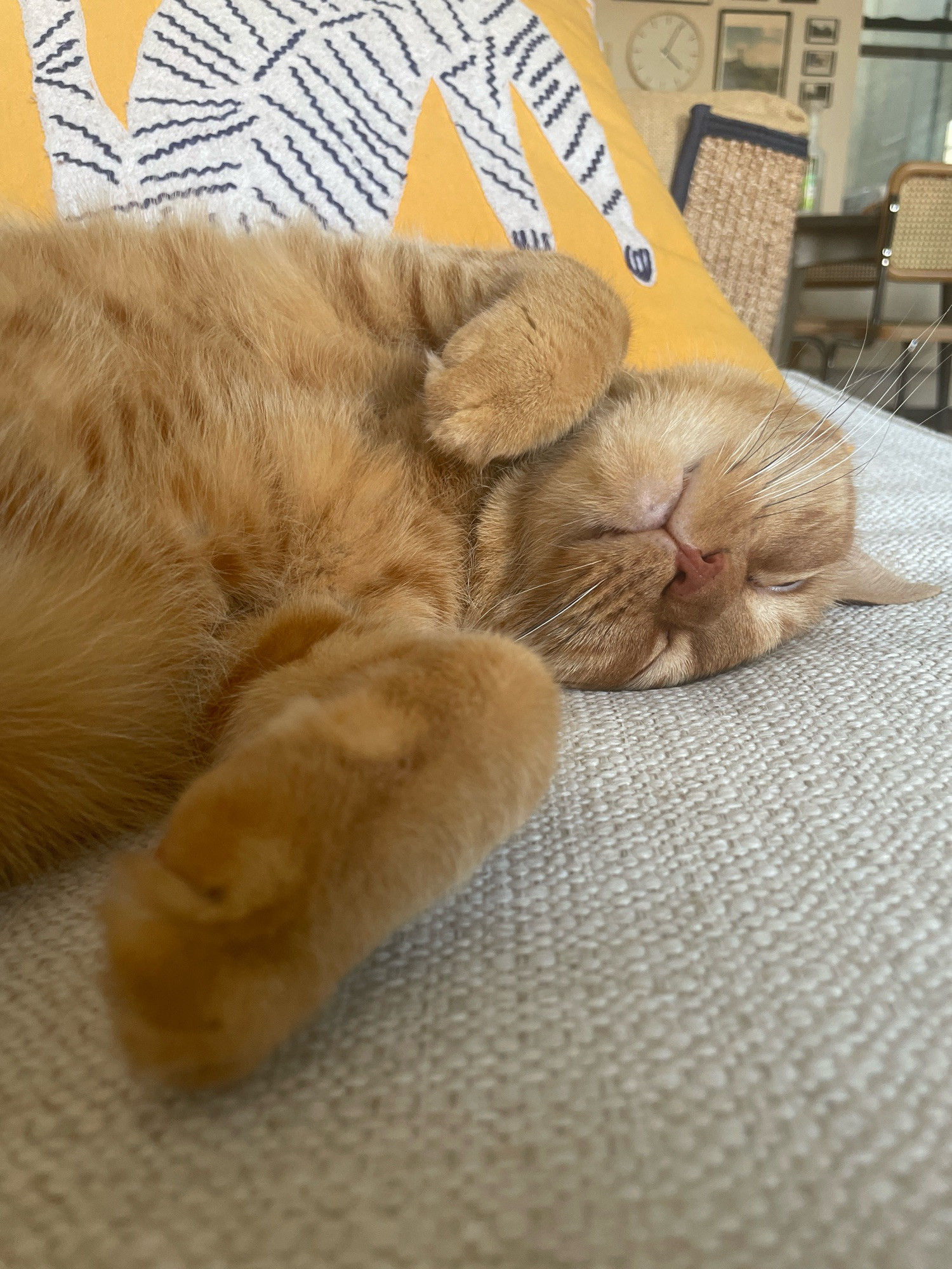 Orange cat sprawled upside down on a white sofa
