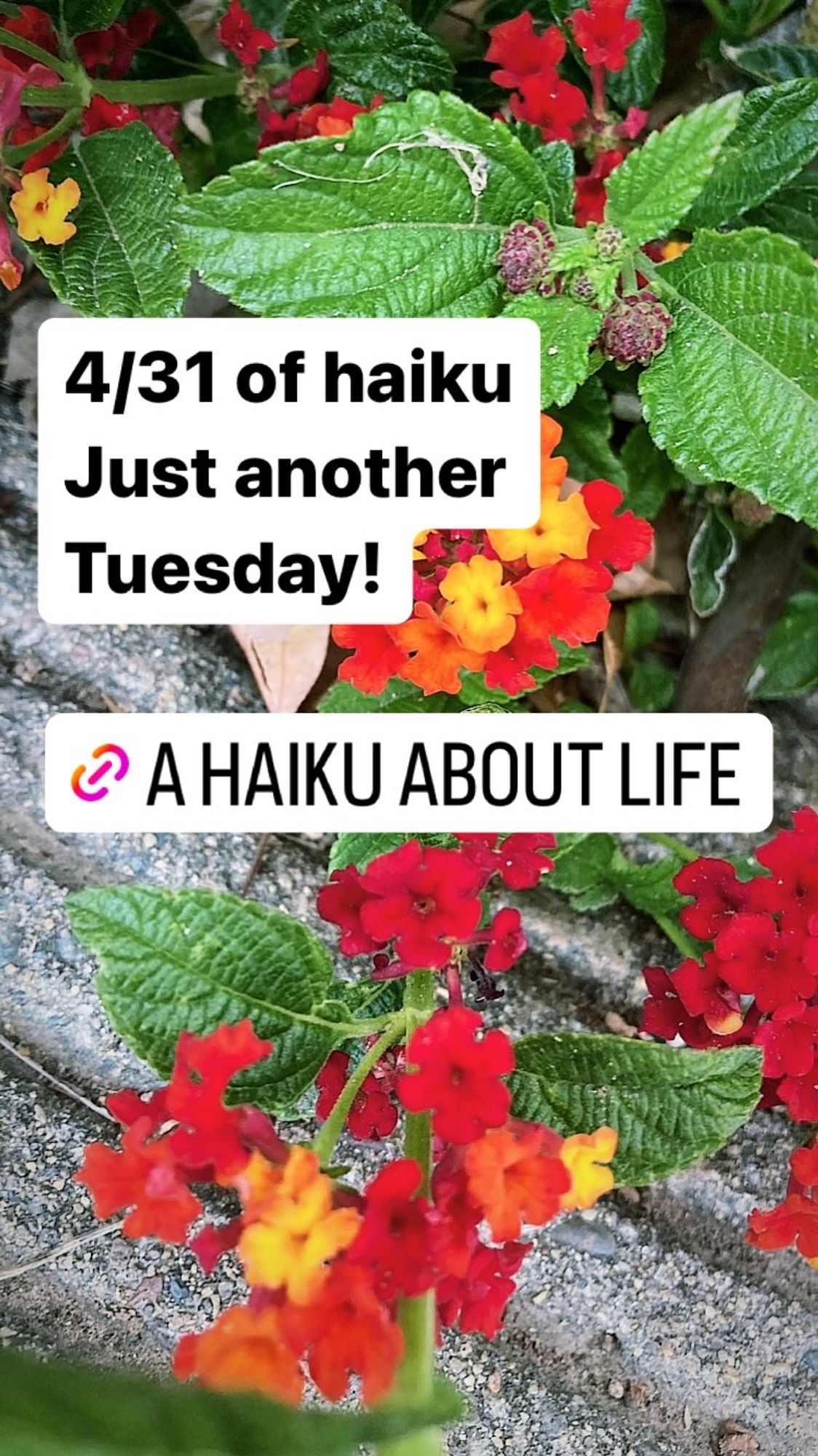 A photo of red, orange, and yellow lantana flowers in a flower bed, spilling over onto the sidewalk. The text over it reads “4/31 of haiku, just another Tuesday!” And a link labeled “a haiku about life”