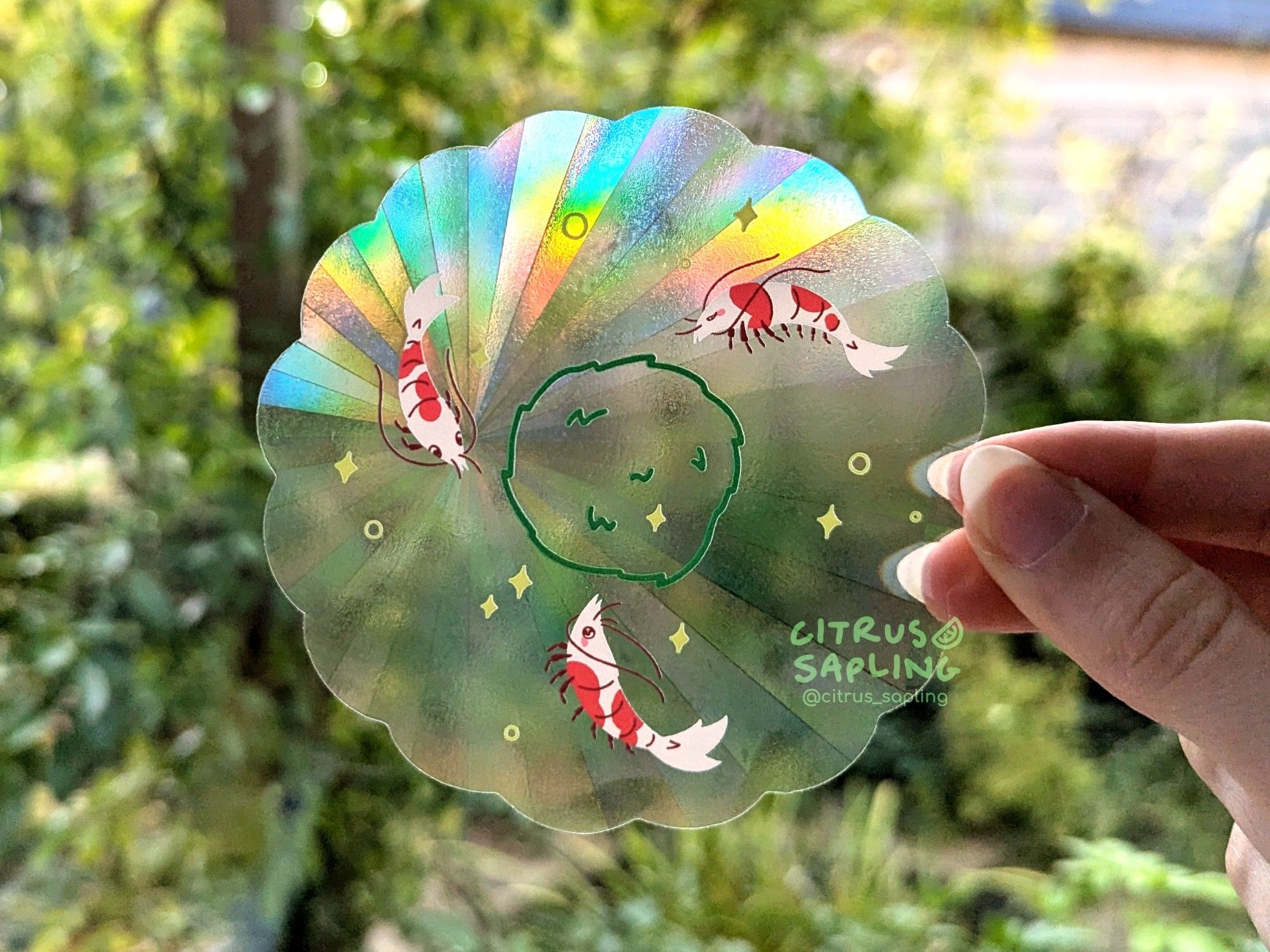 Photograph of a clear holographic suncatcher sticker against a leafy green background. The sticker has a scalloped edge with 3 shrimp around a marimo moss ball, and green sparkles.