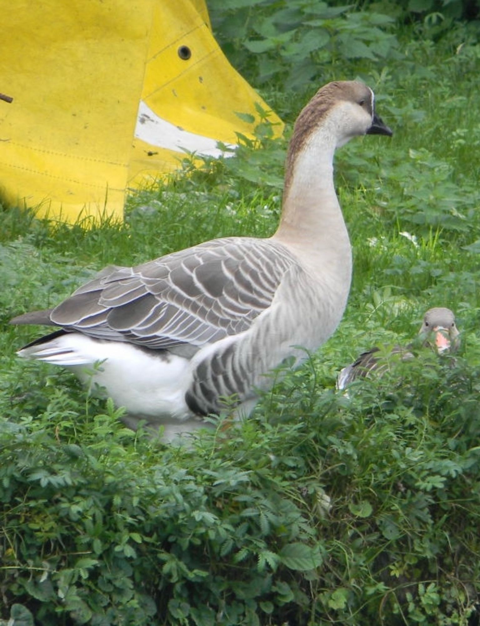 A mother goose, dressed in her grey feather outfit, watching her gosling, and giving the picture taker (me) the side eye. 