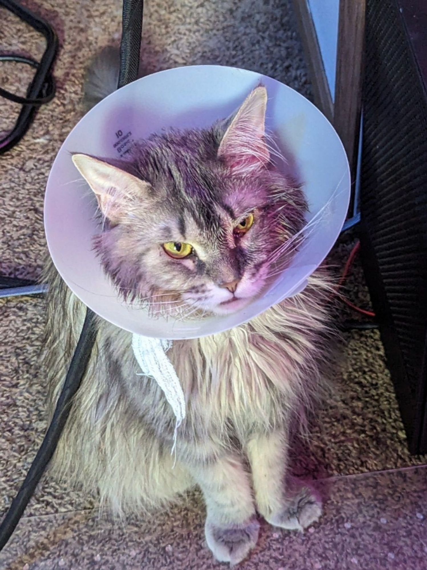 A photo of a Maine Coon cat (named KITR) standing on a carpet and slightly looking up at the camera, with an angry-looking expression. She's also wearing a cone.