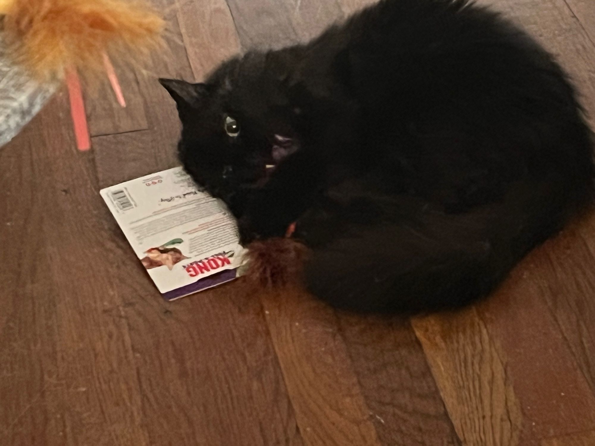 A fluffy black cat with his mouth open to see his fangs as he tries to get a feathered toy off the paper packaging. His eyes are narrowed & he resembles a vampire.