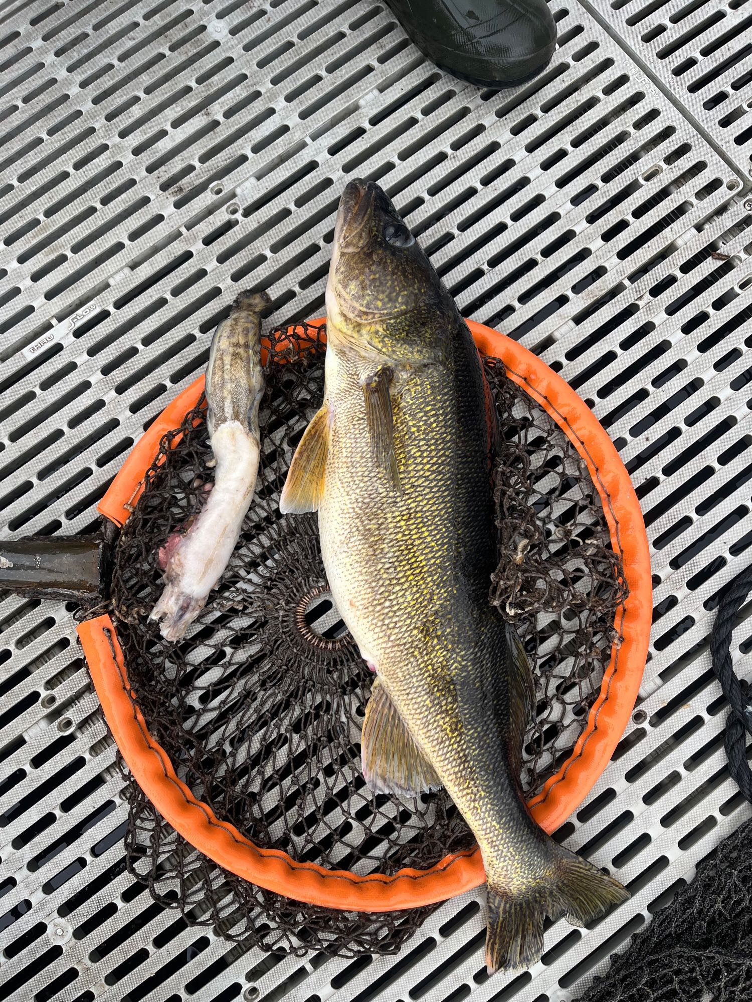 A walleye and partially digested burbot laying on a dock.