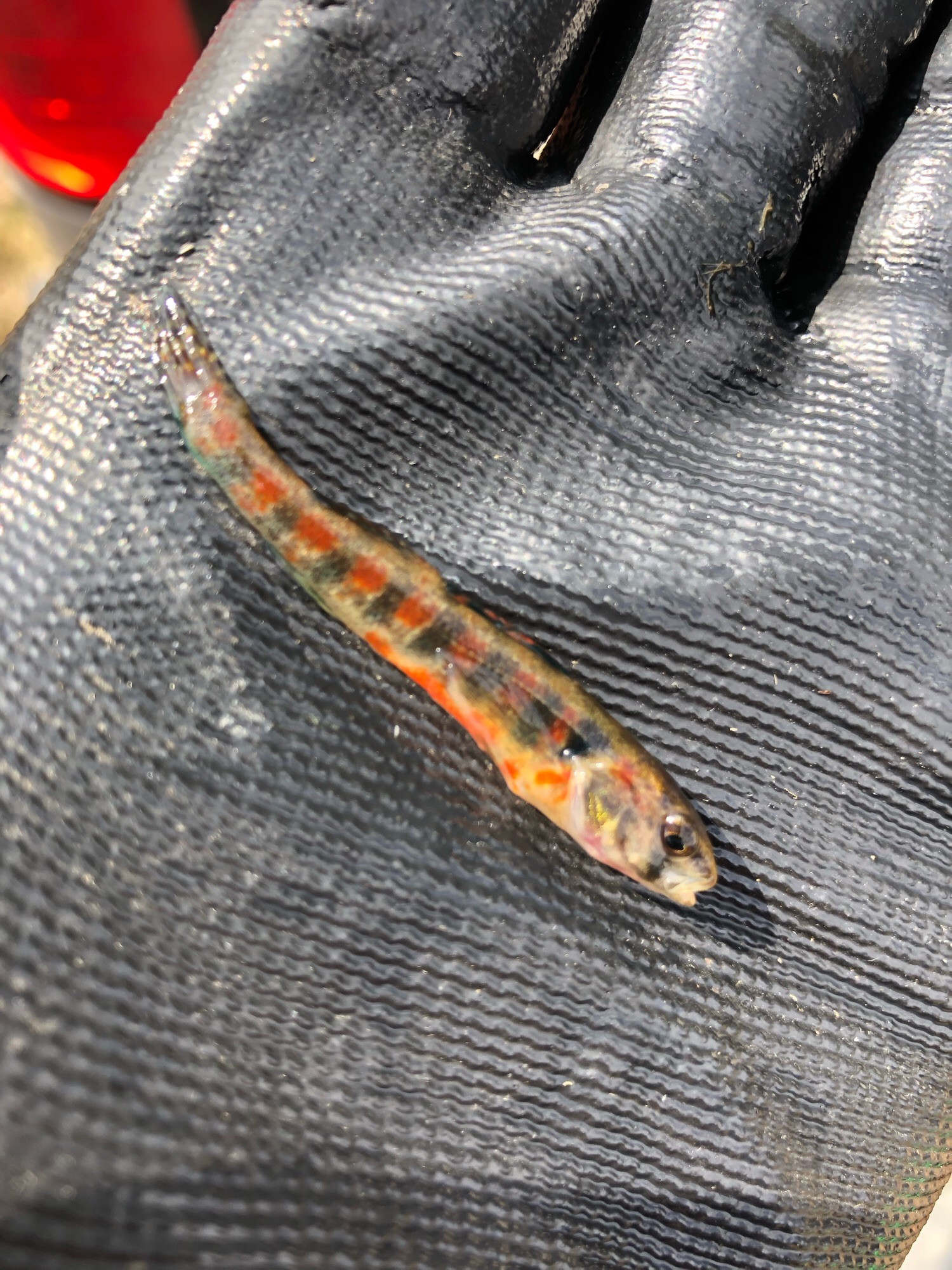 An Iowa Darter in spawning colors held in a gloved hand.