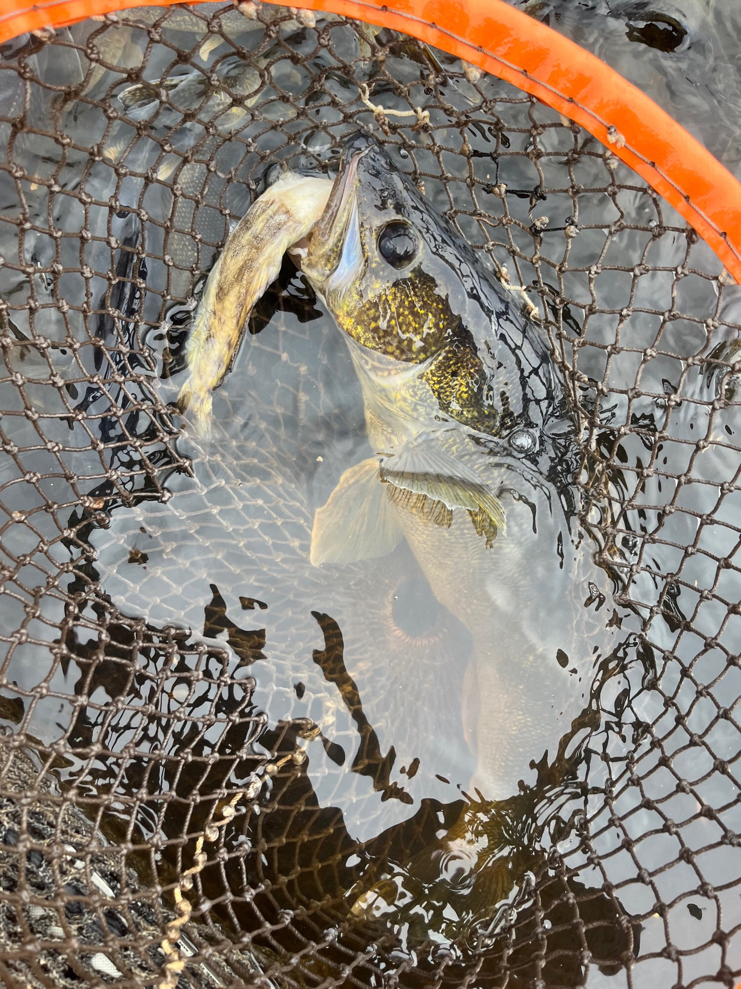 A walleye in a net with a burbot hanging from its mouth.