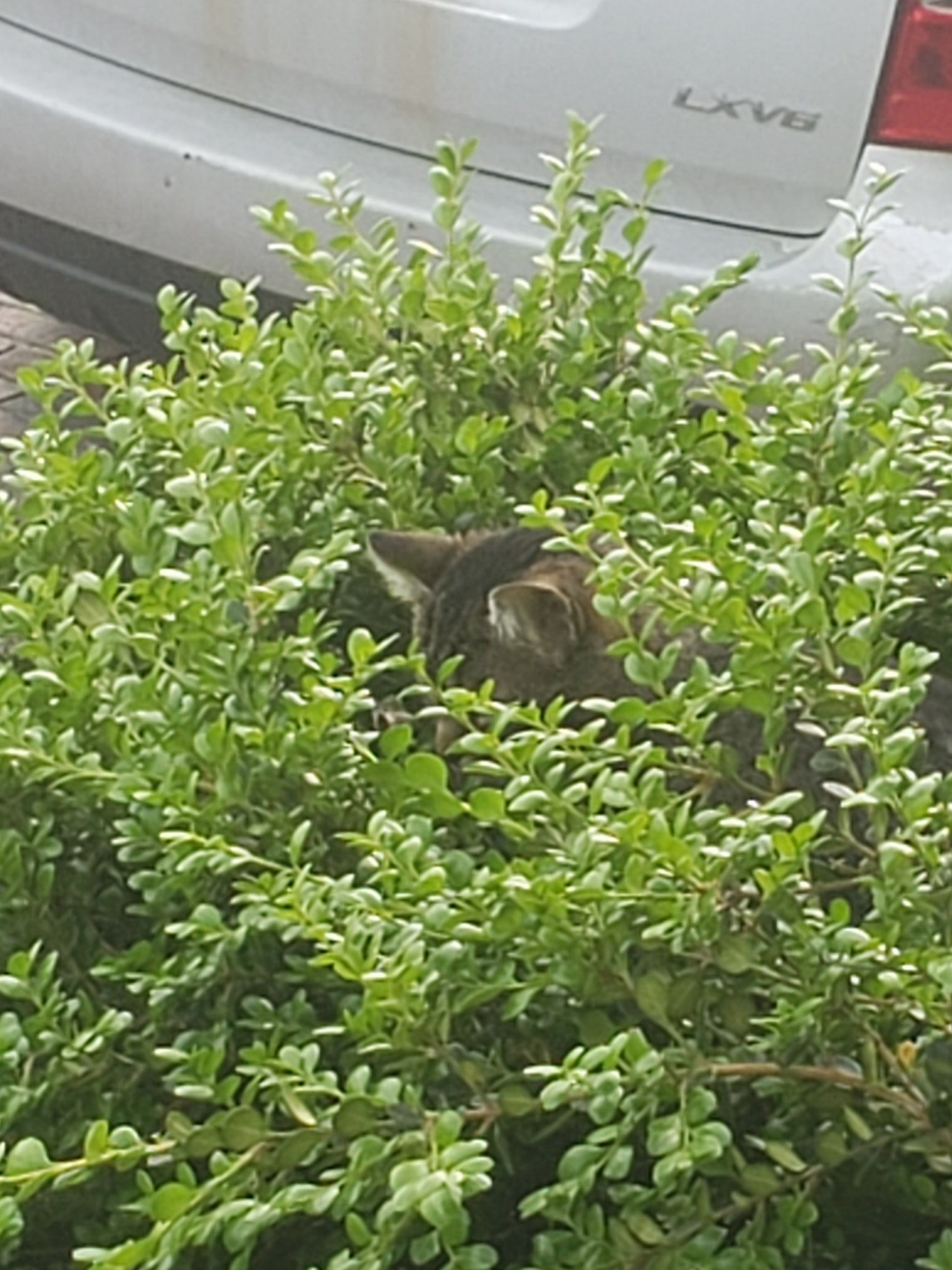 Cat hiding in a shrub