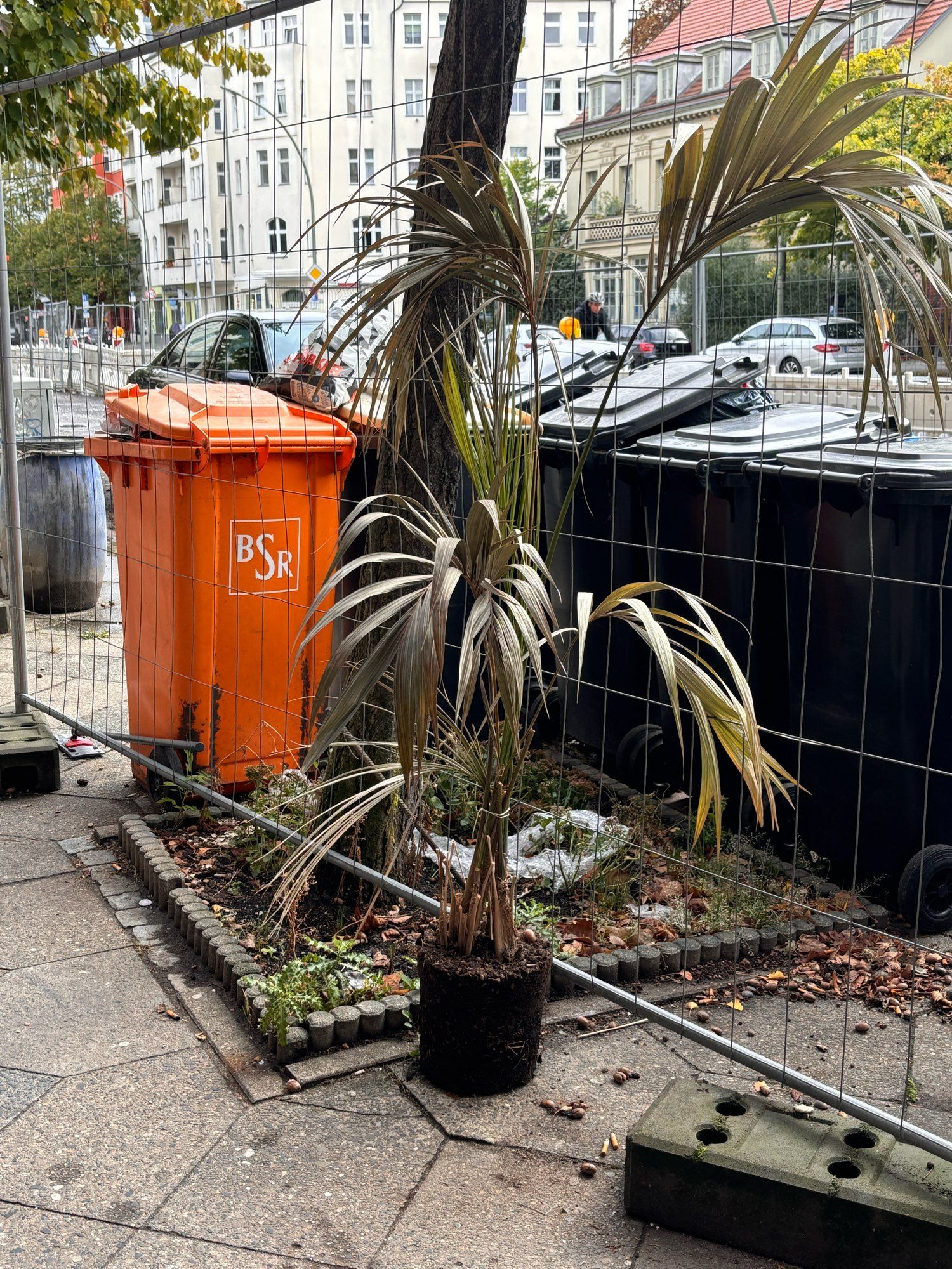 Eine Reihe grauer Mülltonnen hinter einem Bauzaun. Dazu eine leuchtende orange Tonne. Vor den Ganzen steht ein eine gefledderte Zimmerpalme.