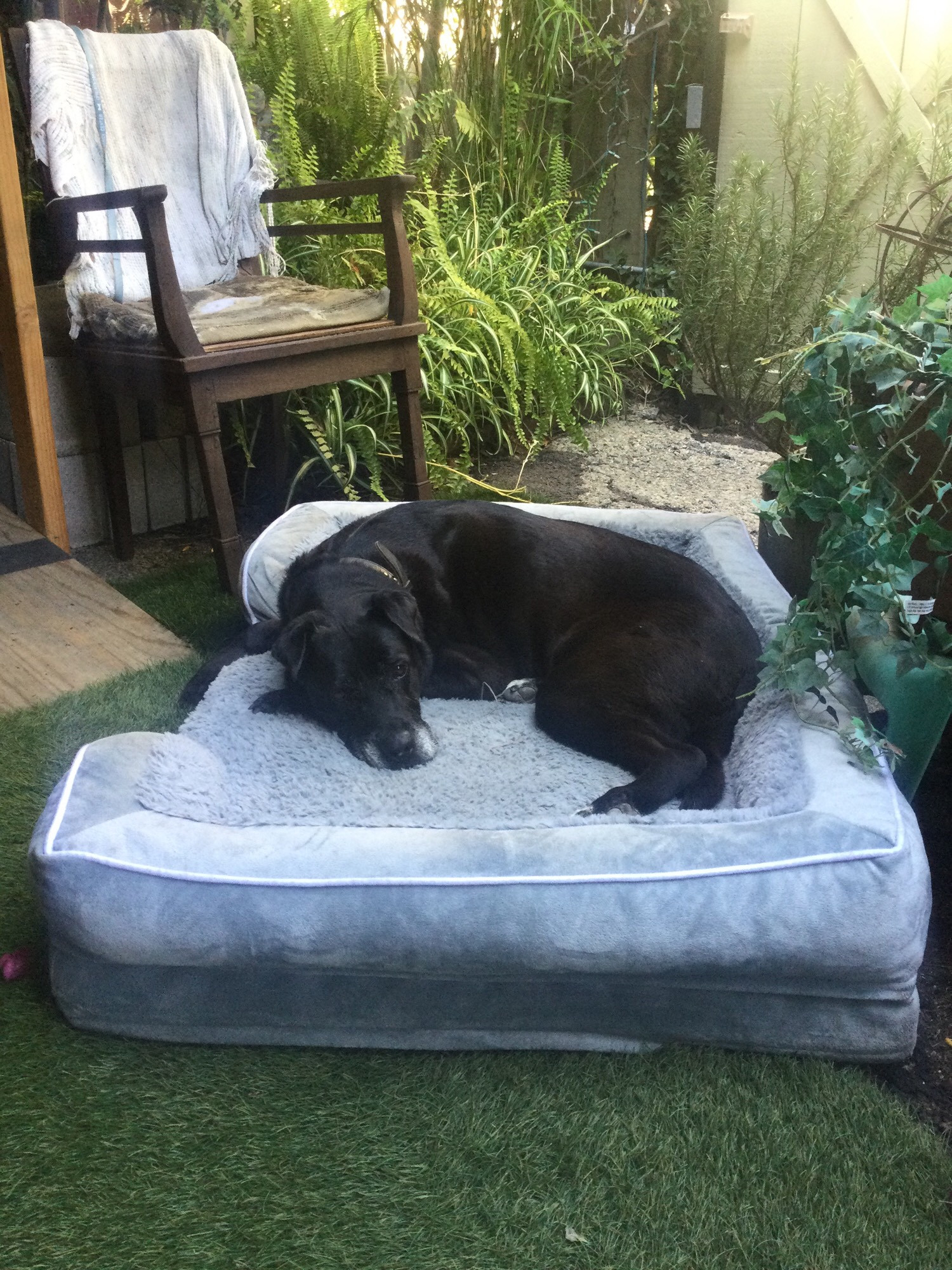 Blacklab mix reclining on bed in patio