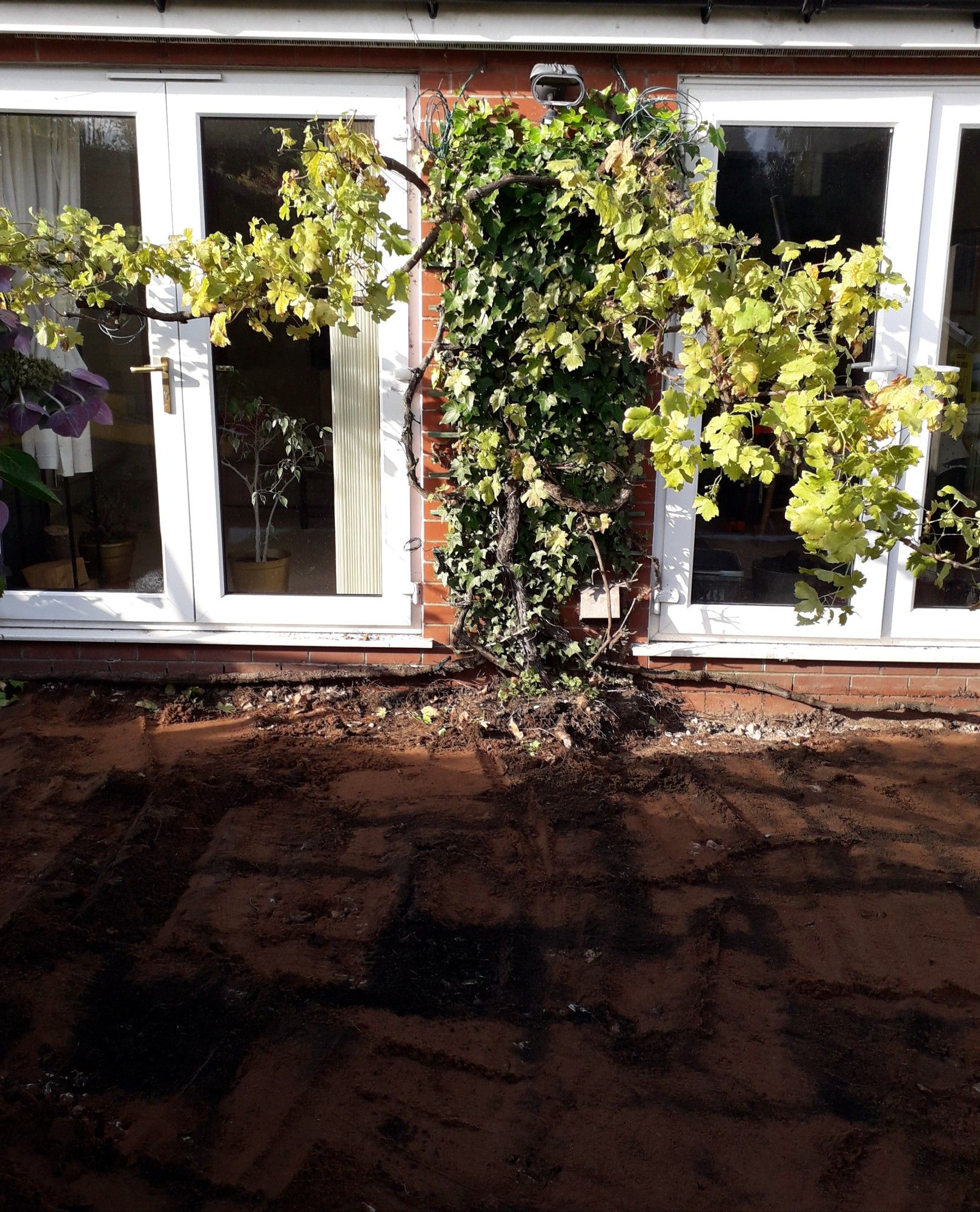 Grapevine stem (on ivy covered brick wall between two sets of pato doors) with two remaining overhead branches severely truncated. Its branches completely covered the patio (on wires/wooden frame) but the new patio/drain requires it gone. Moving in further up the garden to see if it survived but doubt it.