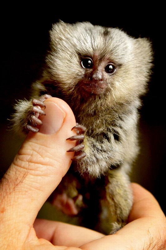 baby pygmy marmoset in someone’s hand, grabbing their thumb with its tiny hands :)