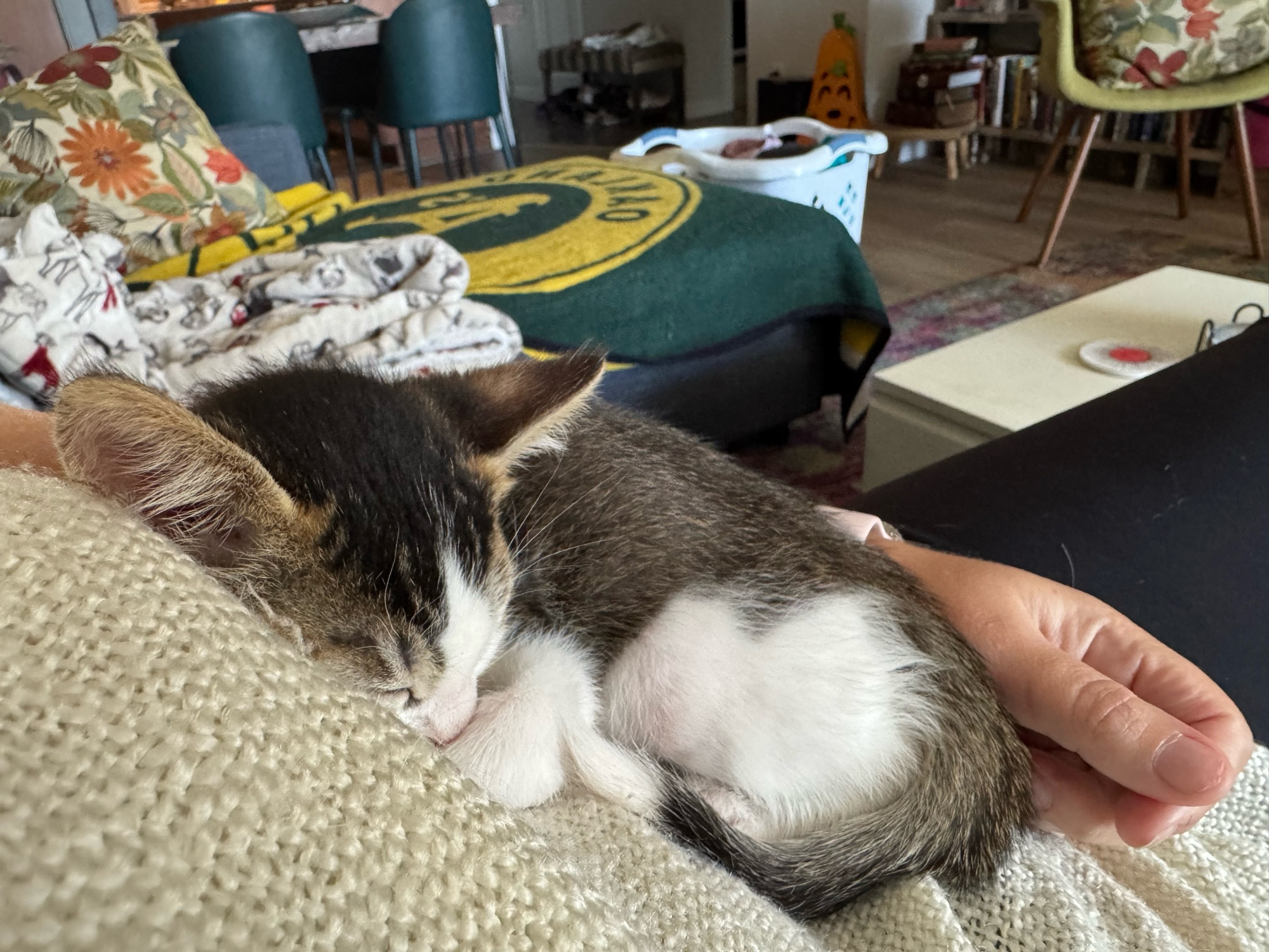 Truffles Goblin MacGuffin, a wee gray and white American shorthair kitten, is curled up and napping on his favorite sleeping surface.
Me.