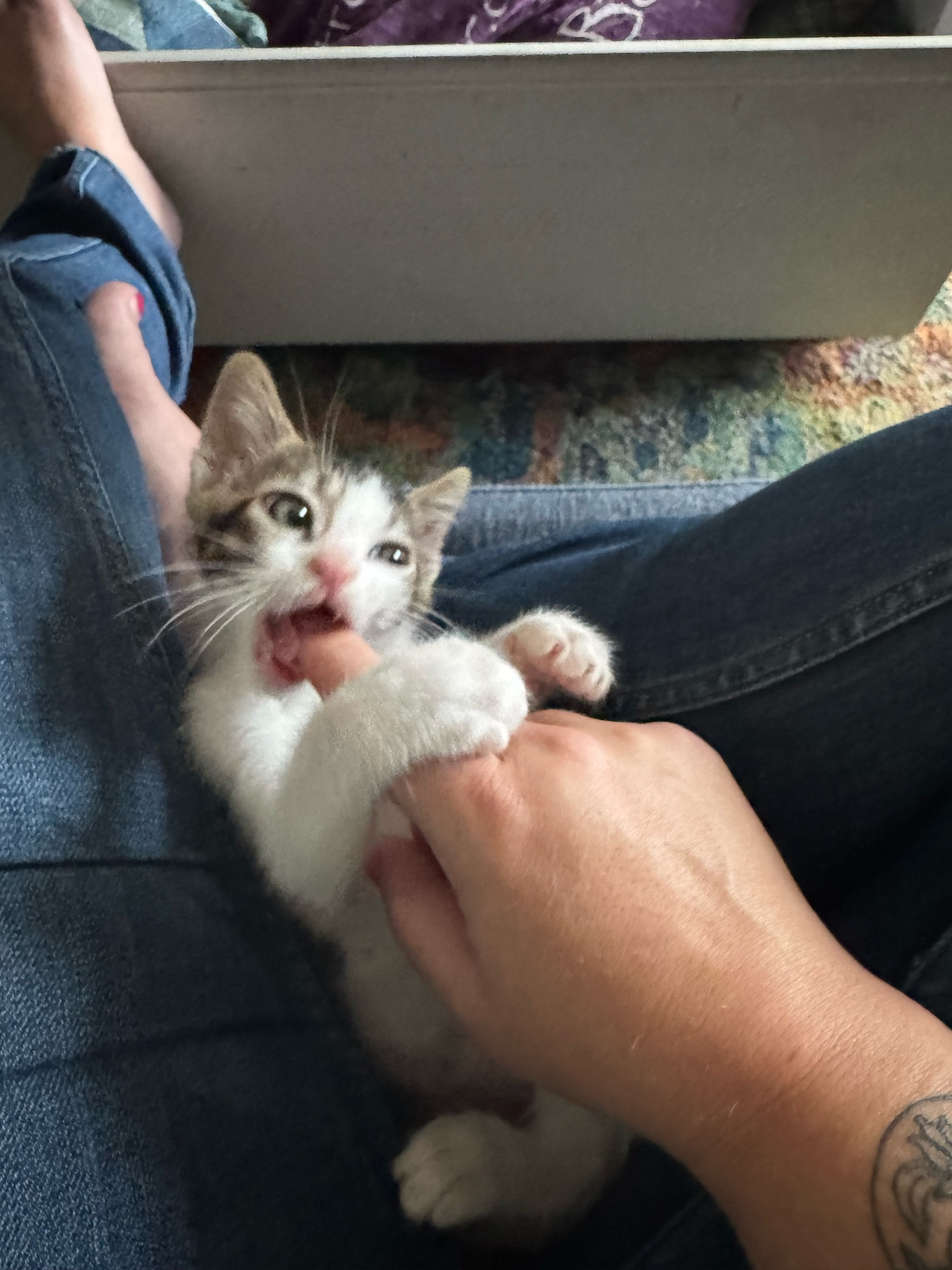 Truffles the tiny gray and white kitten attacking my fingers while he lays on his back between my legs