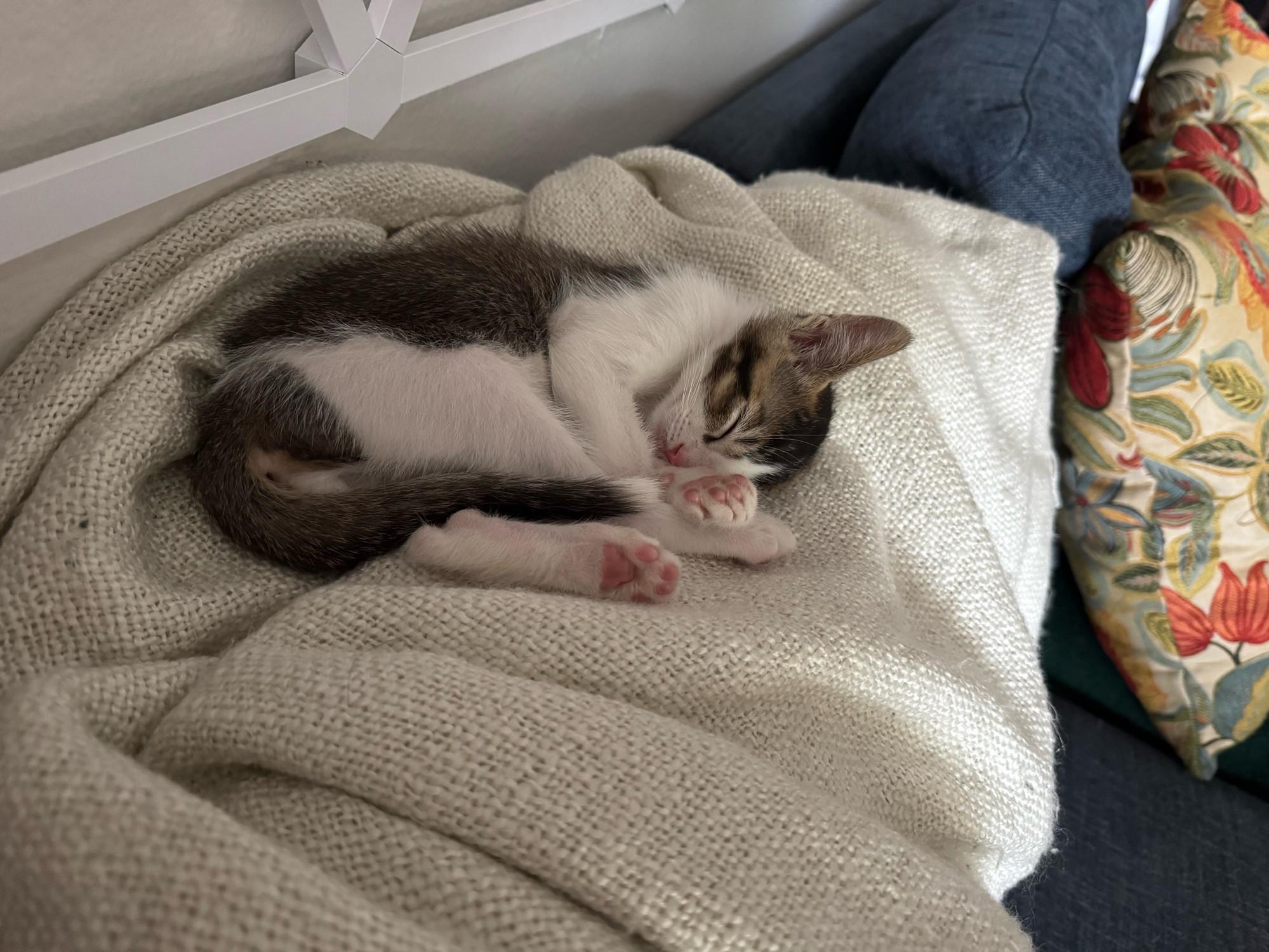 Truffles the angelic wee gray and white   babby sleeping soundly with his head in his paw on the back of the sofa