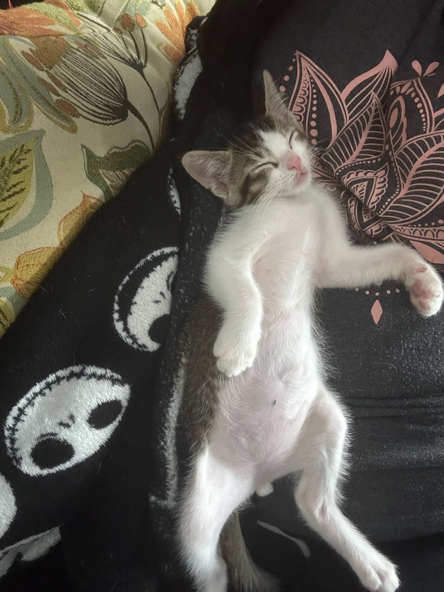 A tiny 8 week old kitty gray and white kitten fast asleep on his back