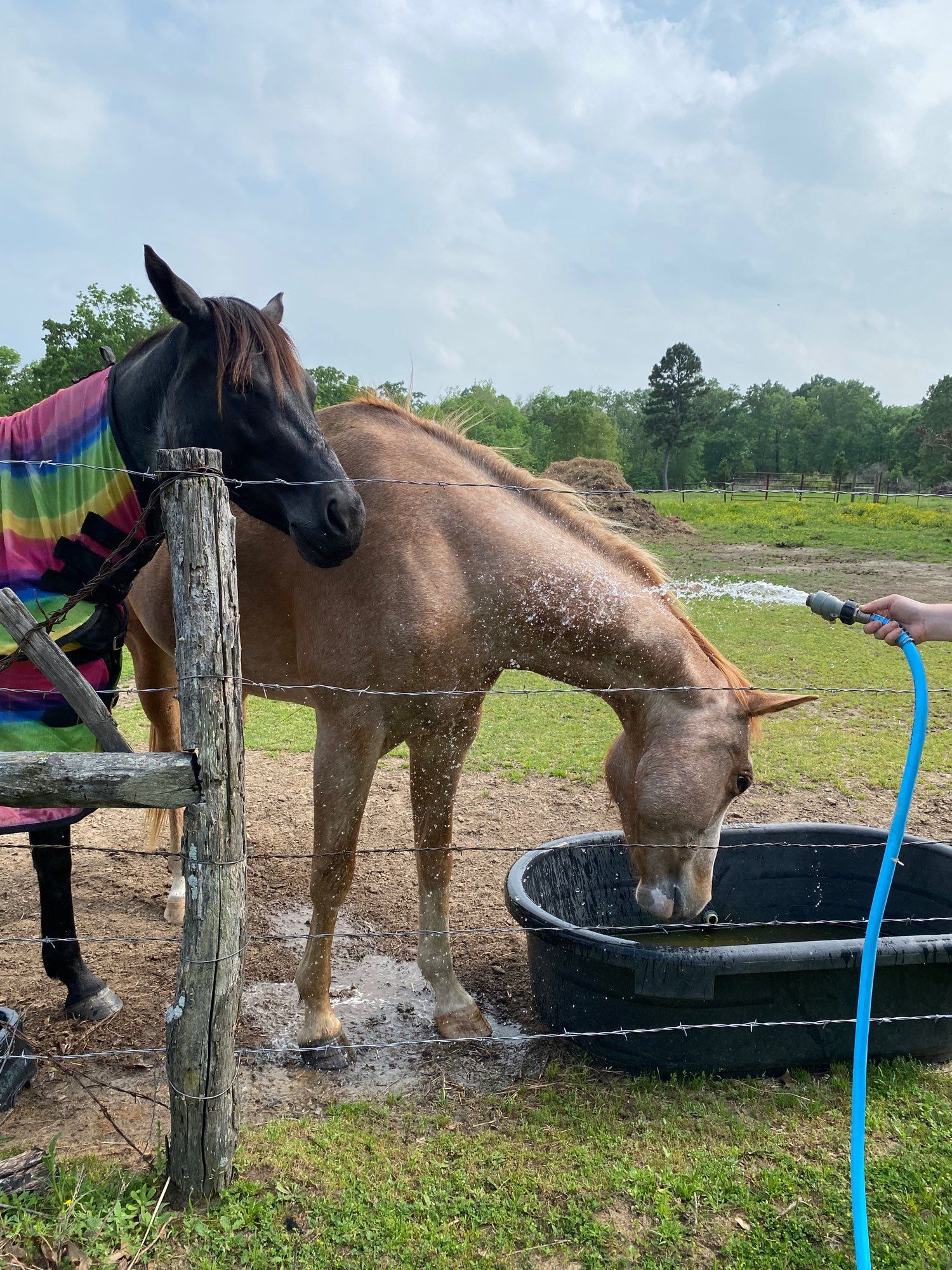 Strawberry is still getting hosed as she bends down to get a drink. She's making that weird ugly squinting expression.