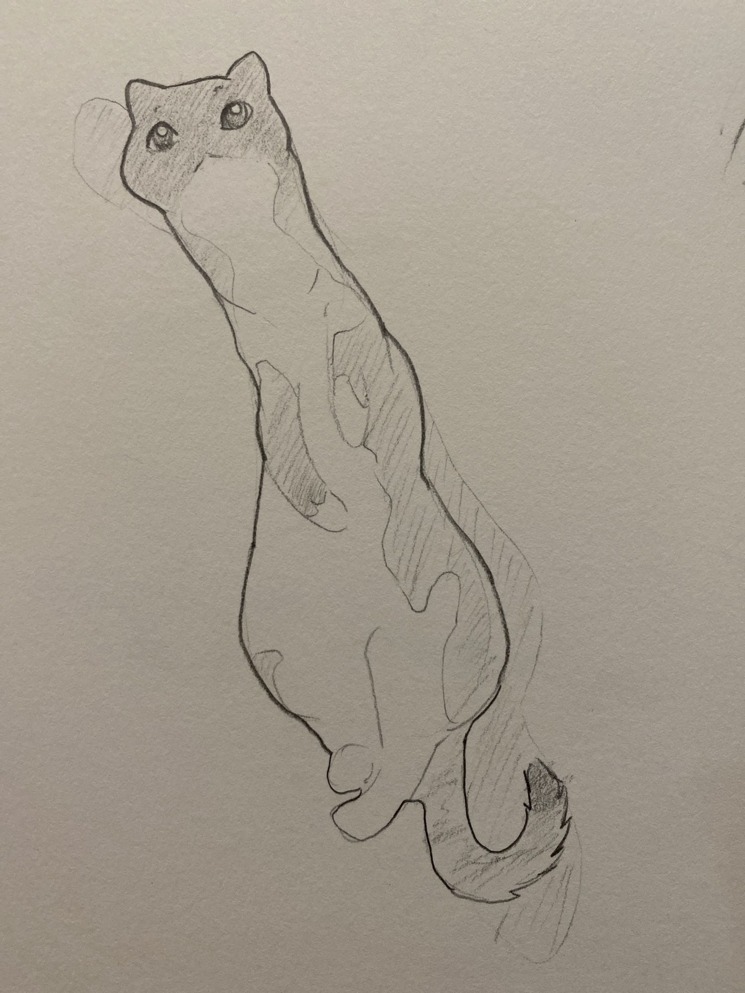 A cat with a dark face and light underbelly is stretched way out with her neck looking abnormally long. She has a clueless expression. The drawing was done with pencil on paper.