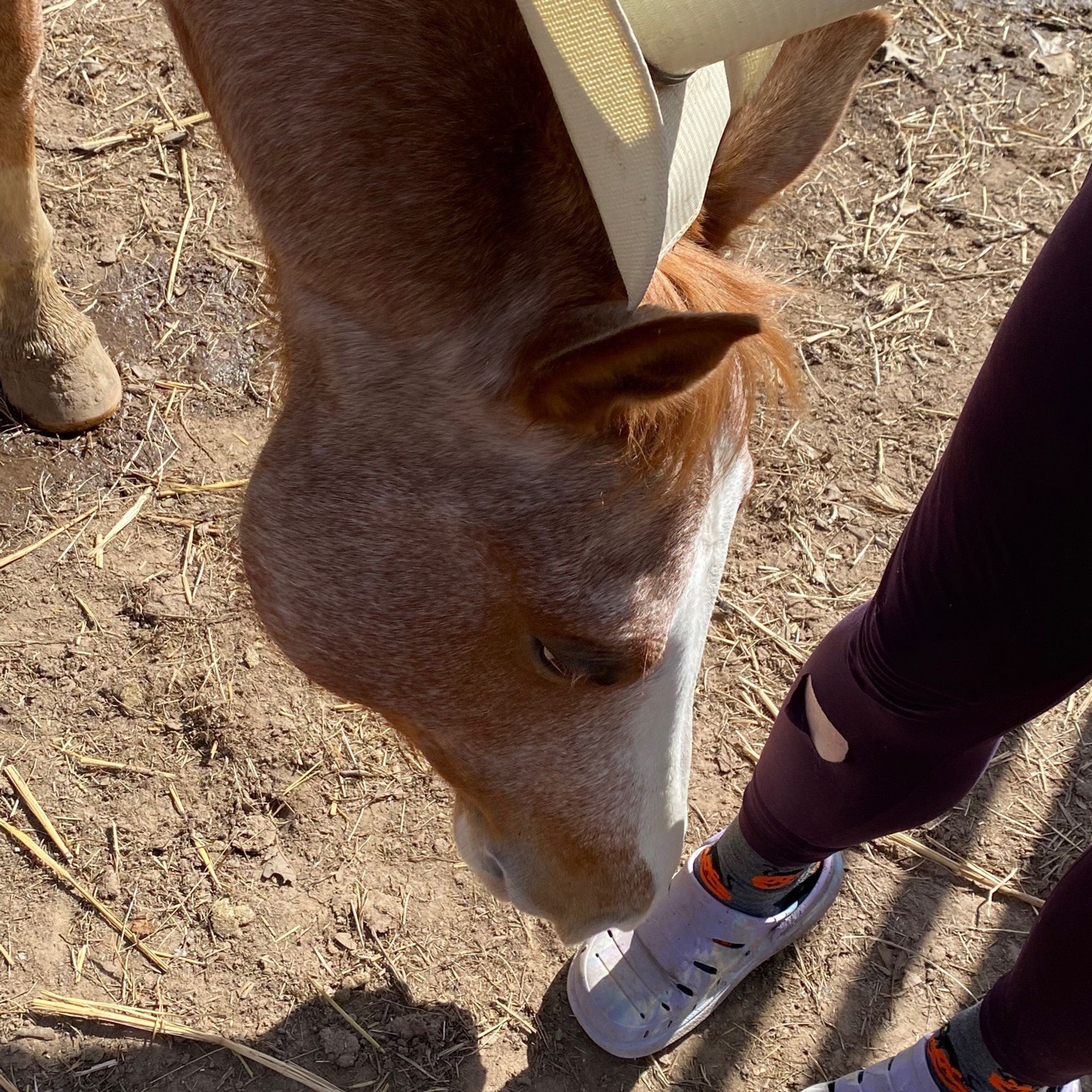 A photo from above Strawberry, a horse's, head. She is bent down, concerned and smelling a pair of purple off brand Crocs shoes. She has a cowboy hat on her neck, slightly offscreen.